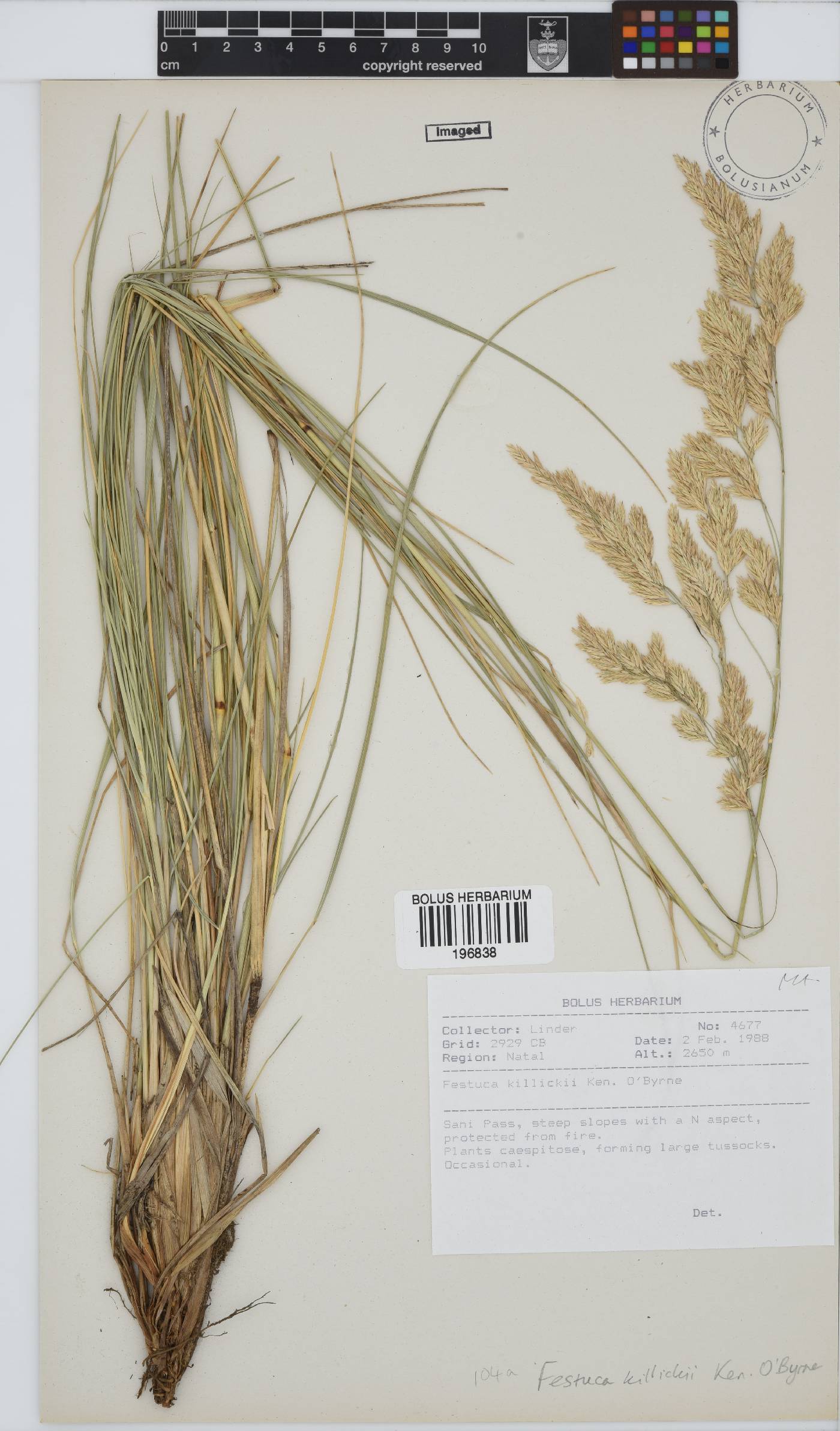 Festuca killickii image