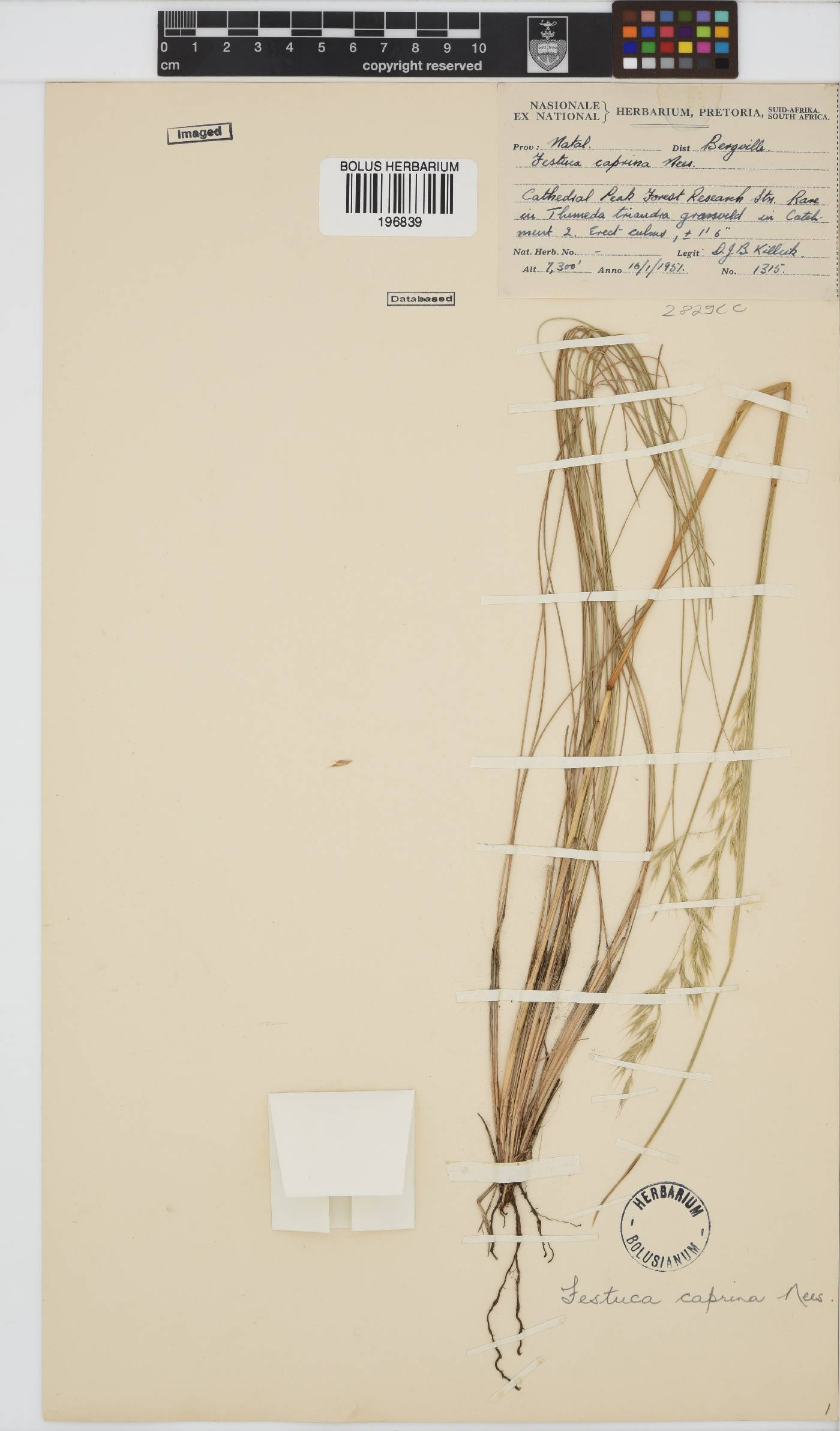 Festuca caprina image