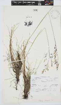 Festuca caprina image