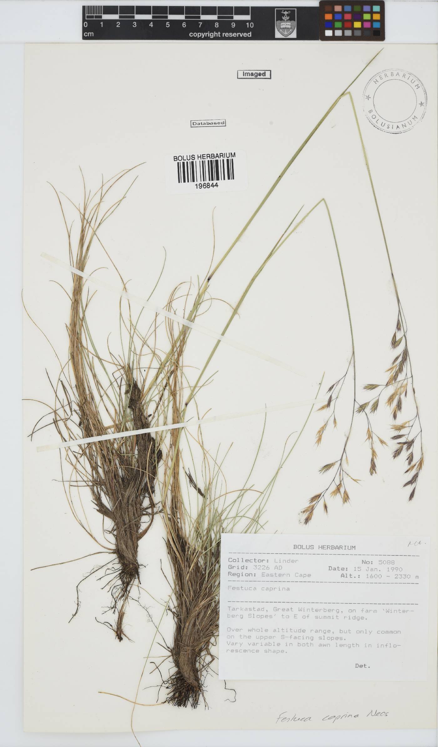 Festuca caprina image