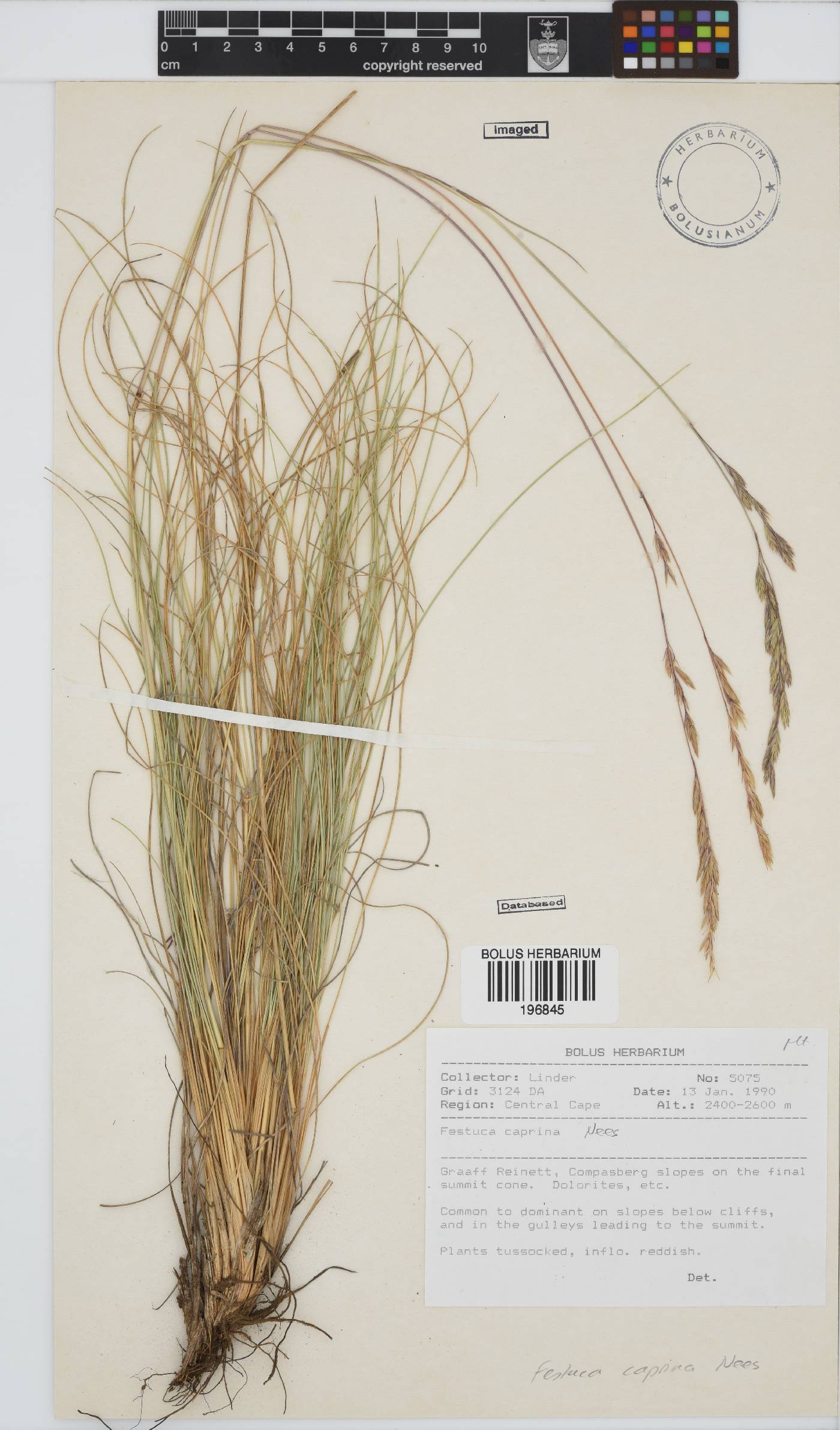 Festuca caprina image