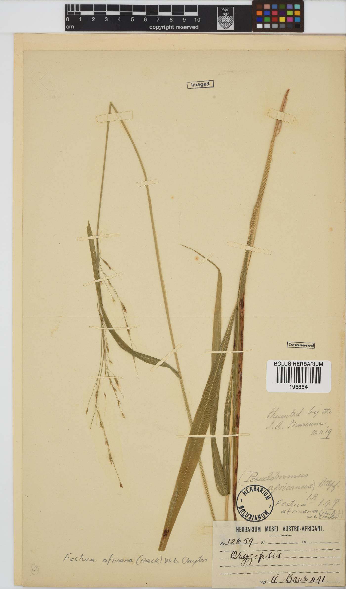Festuca caprina image