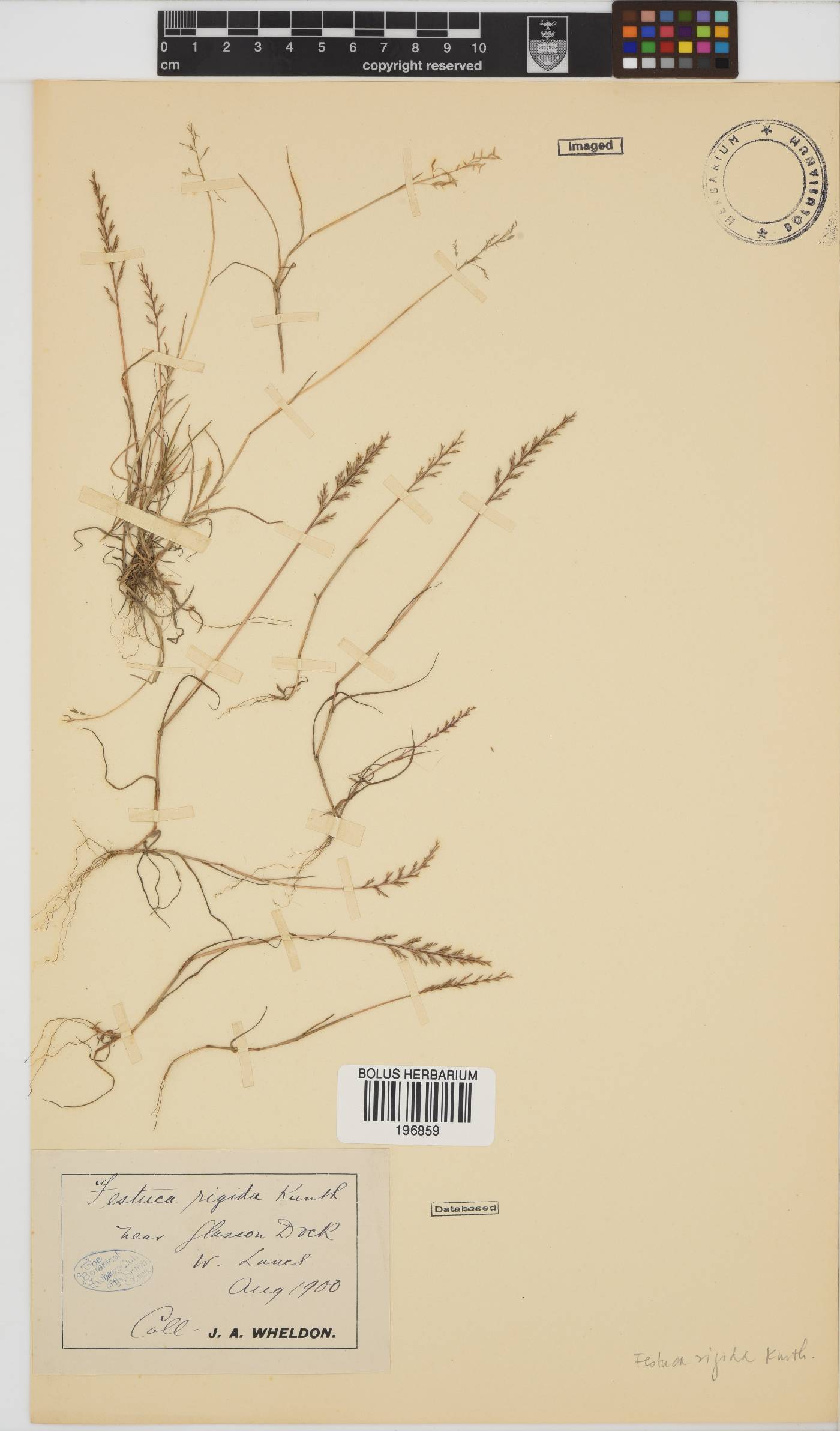 Catapodium rigidum image