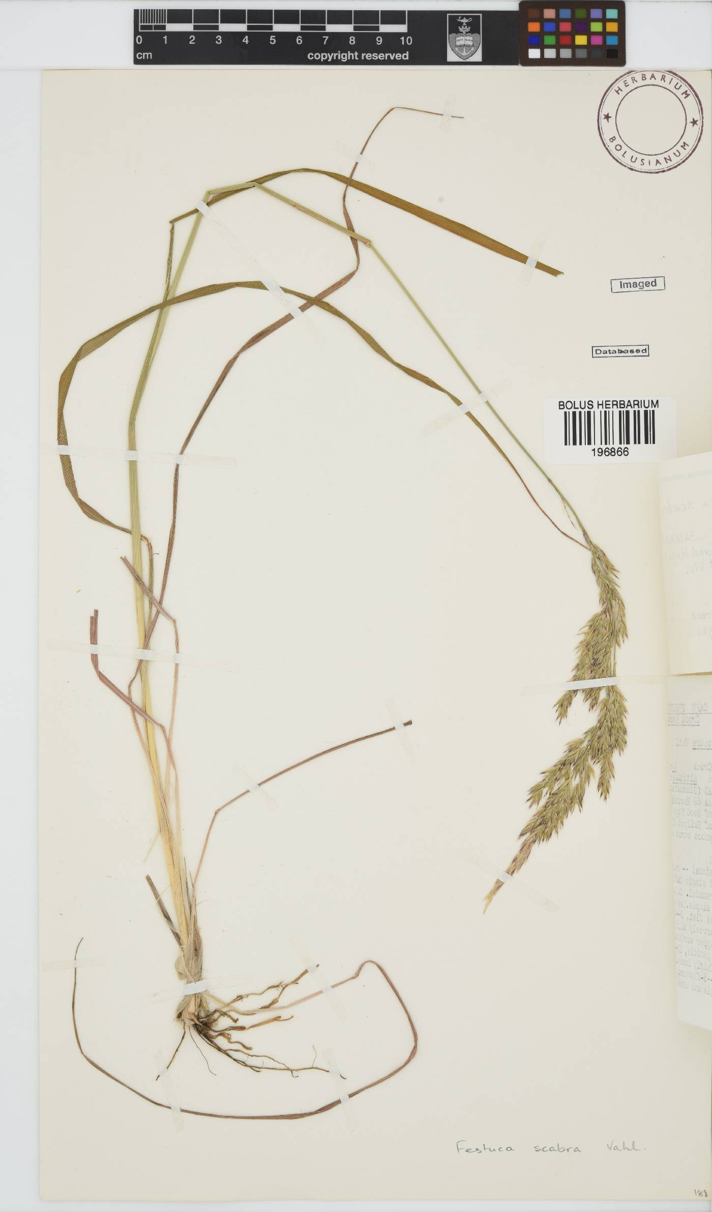 Festuca image