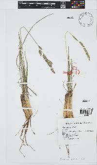 Festuca scabra image