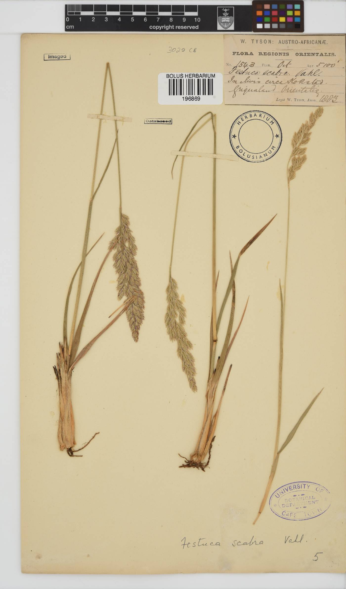 Festuca image