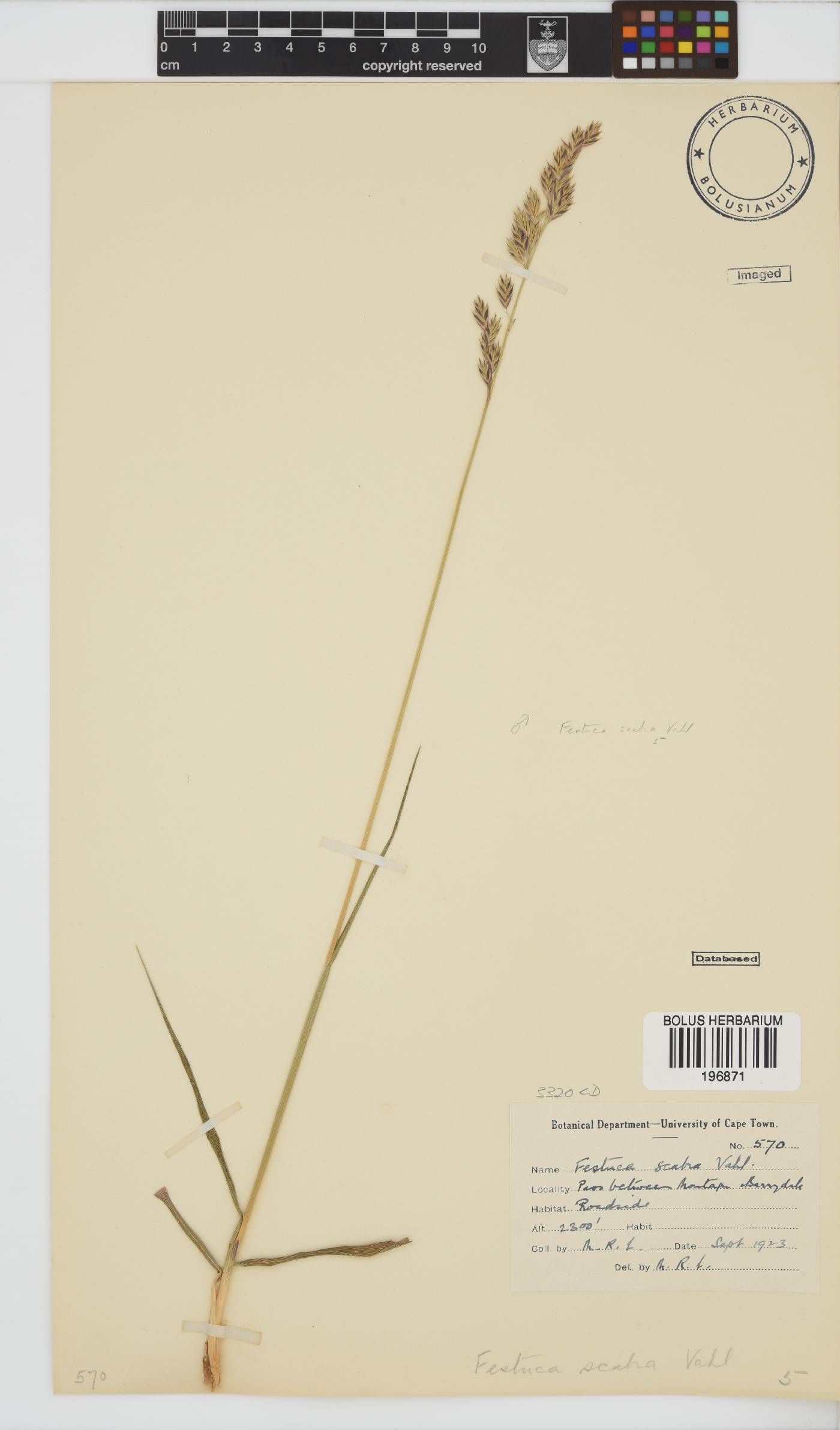 Festuca scabra image