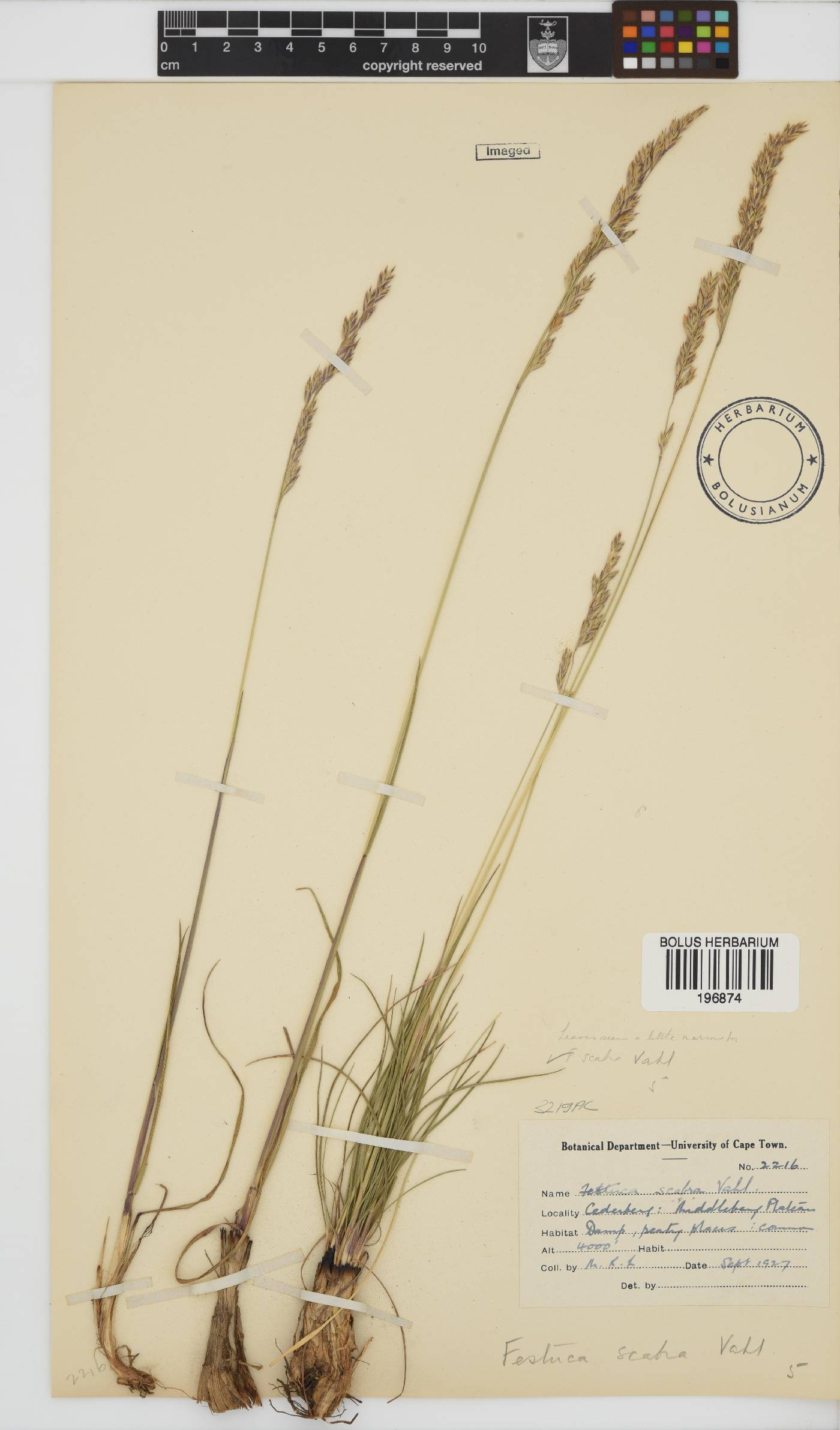 Festuca image