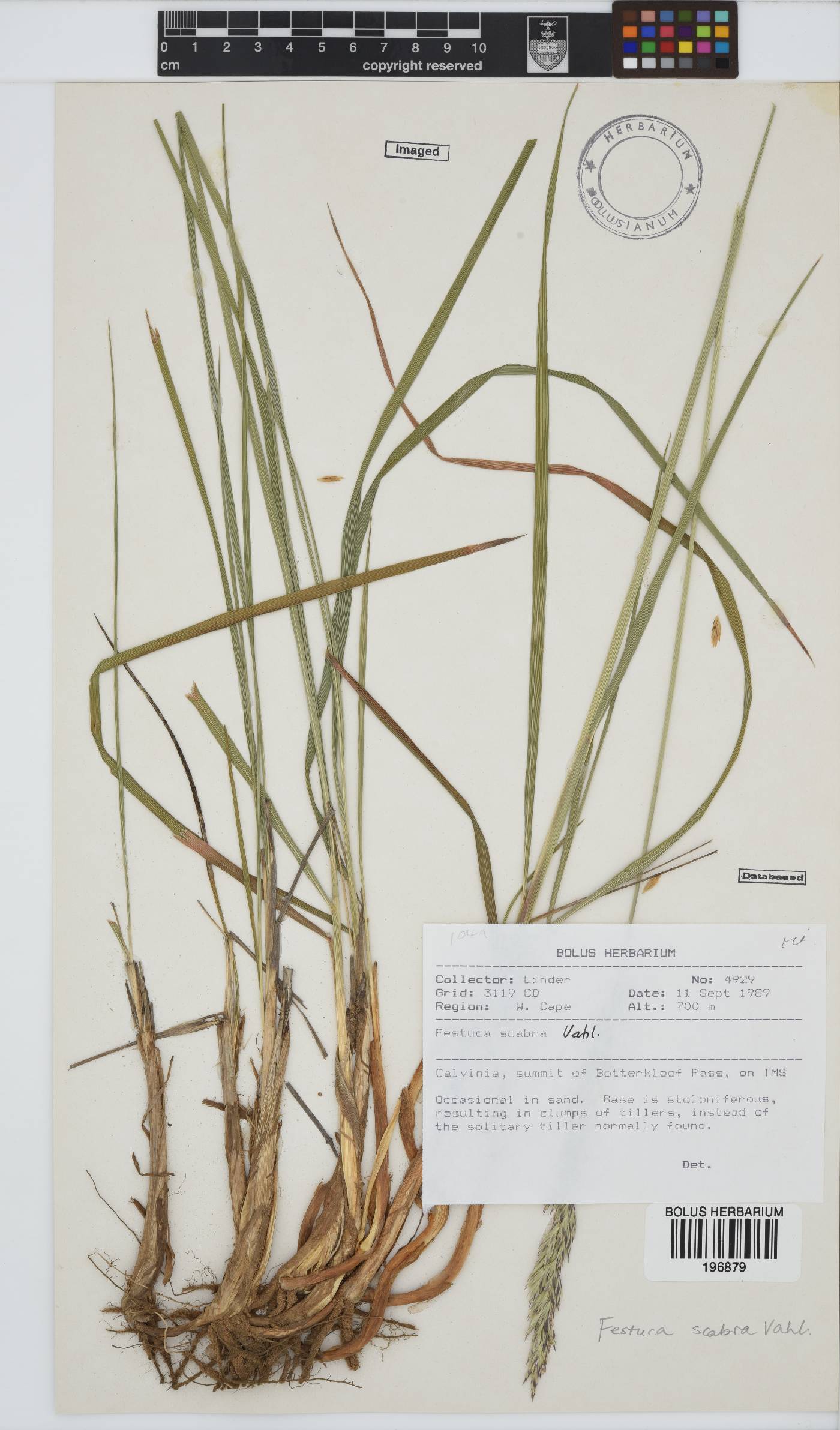 Festuca image