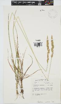 Festuca scabra image