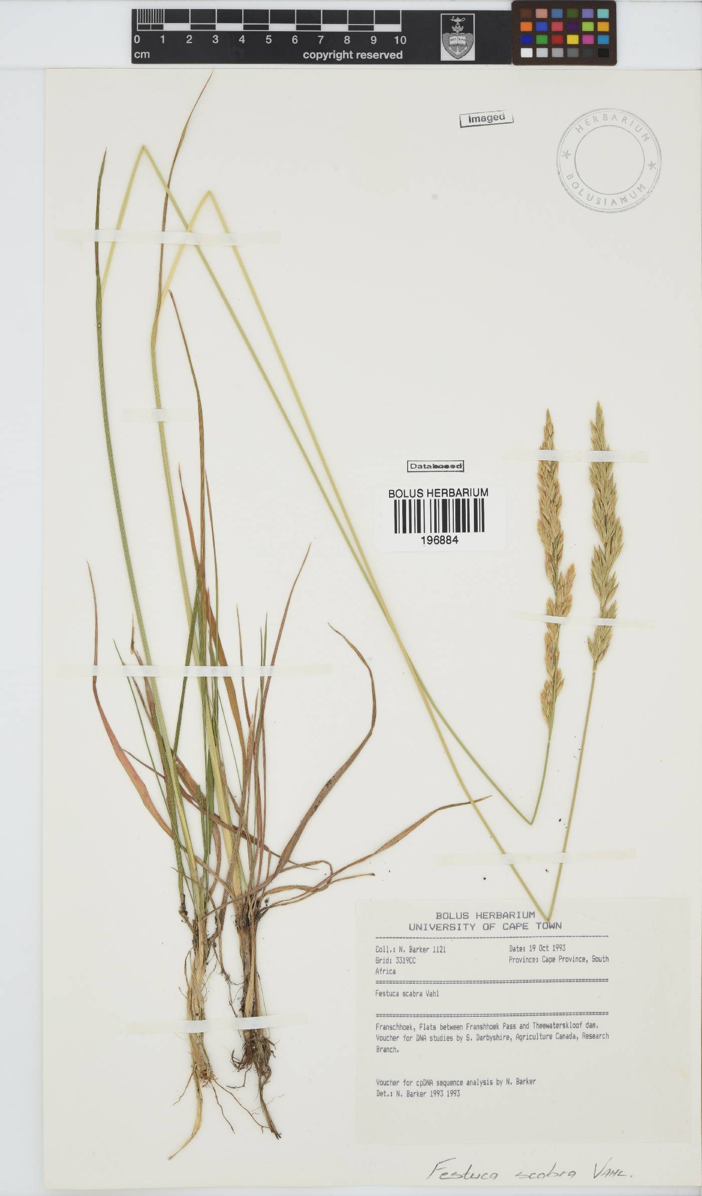 Festuca image