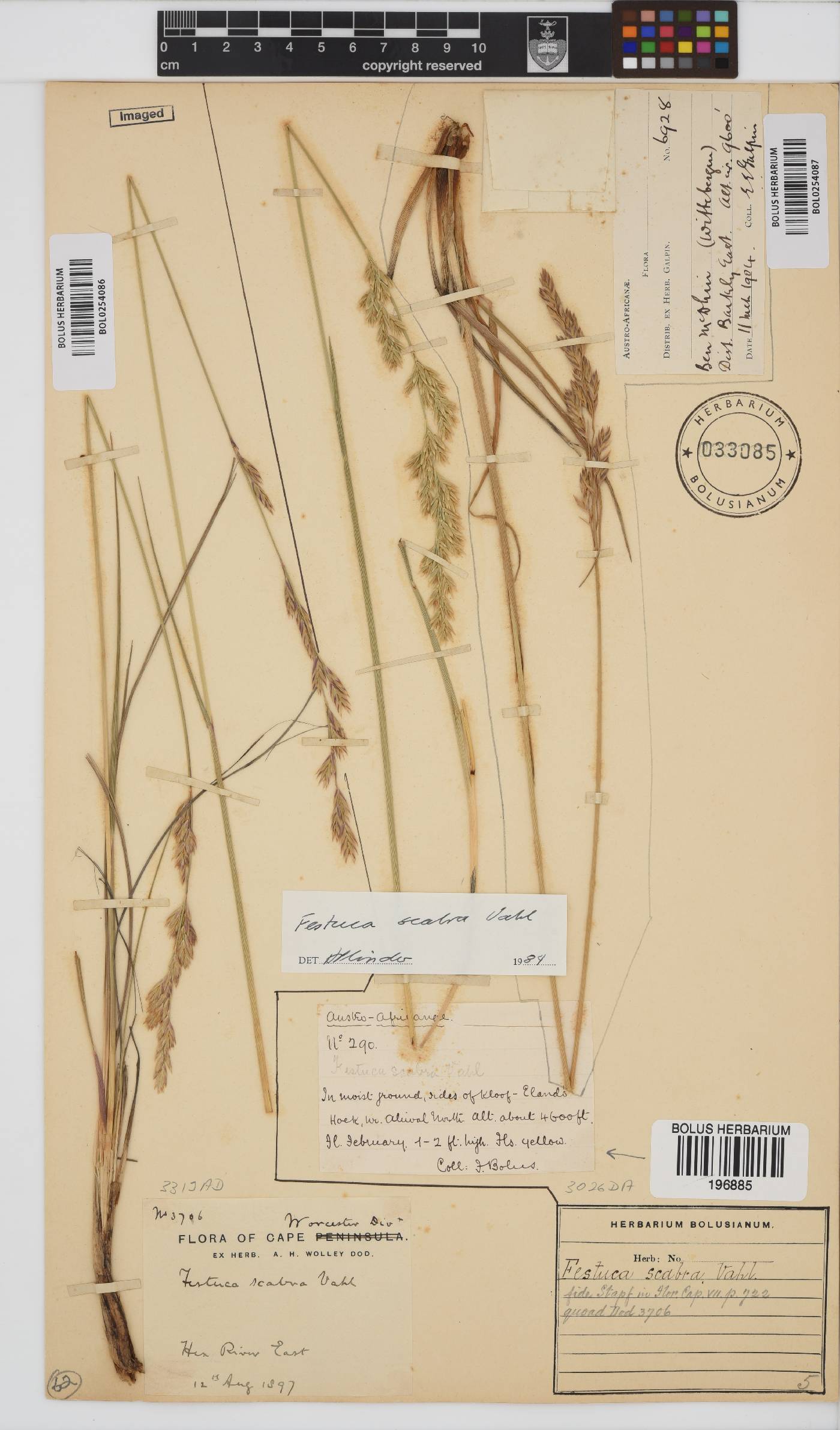 Festuca scabra image