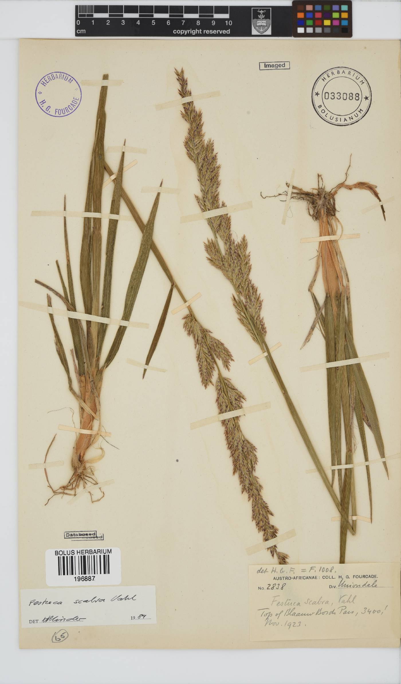 Festuca scabra image
