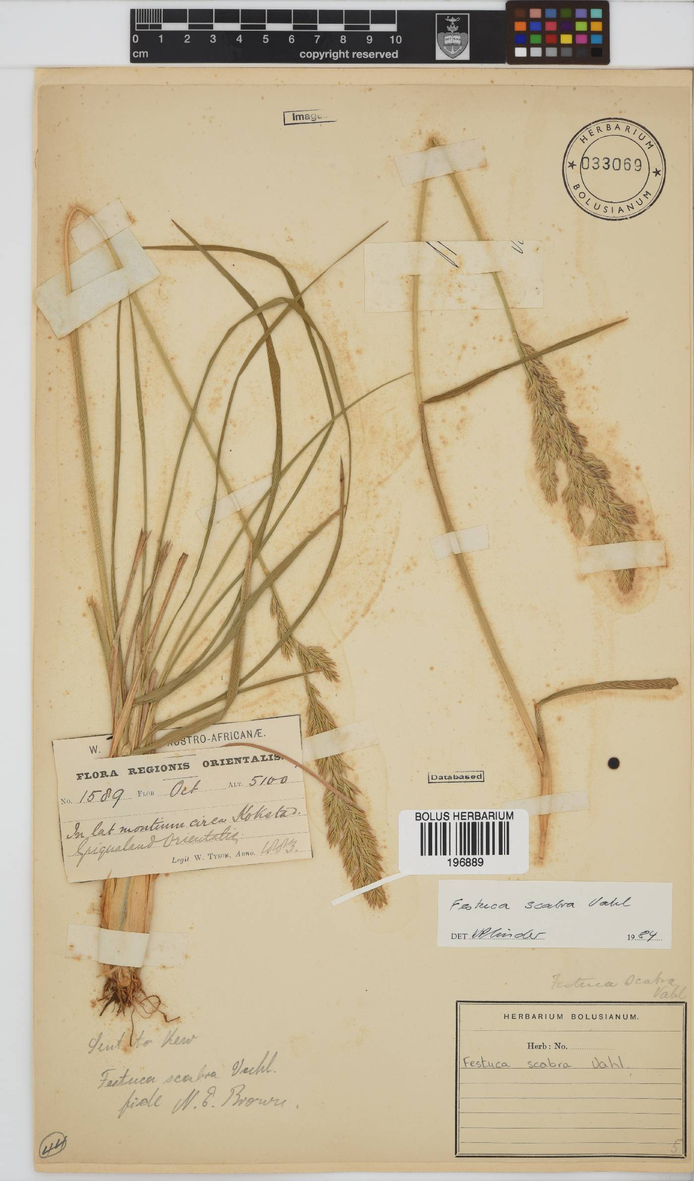 Festuca image
