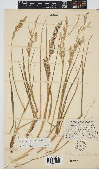 Festuca scabra image