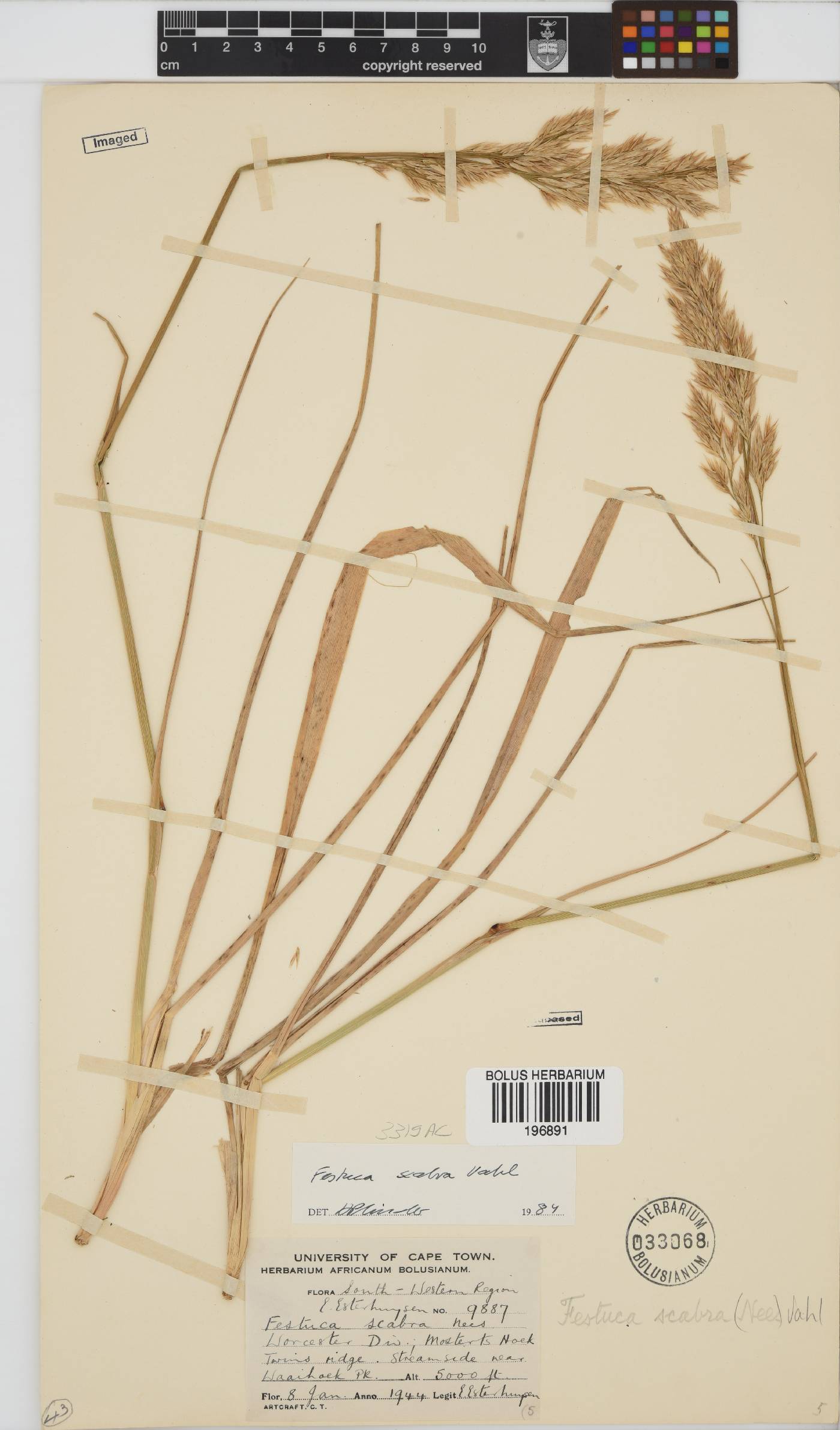 Festuca scabra image