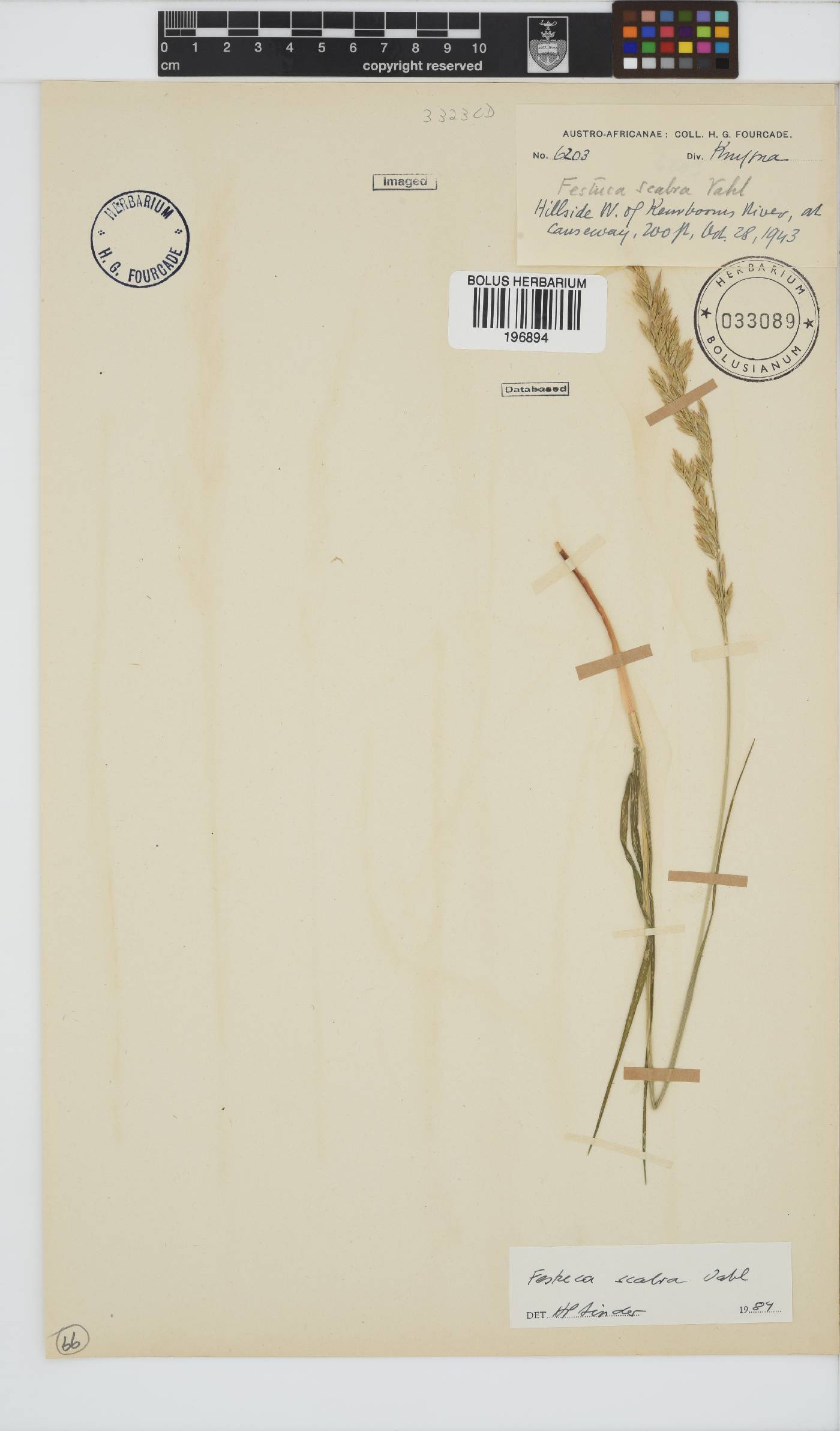 Festuca image