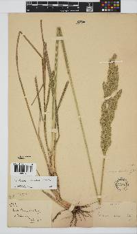 Festuca scabra image