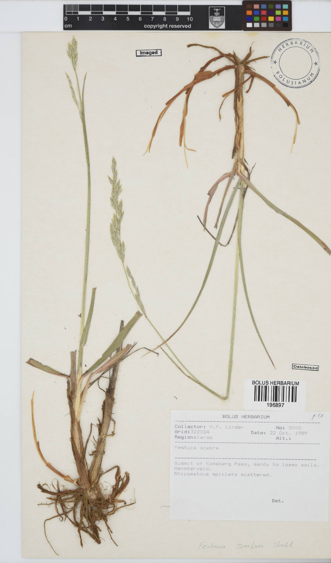 Festuca scabra image