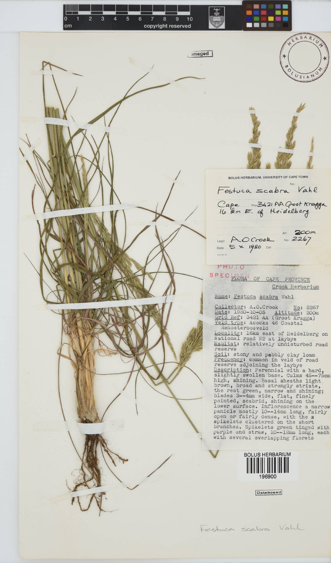 Festuca scabra image
