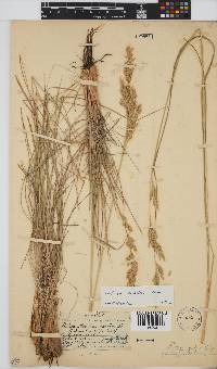 Festuca scabra image