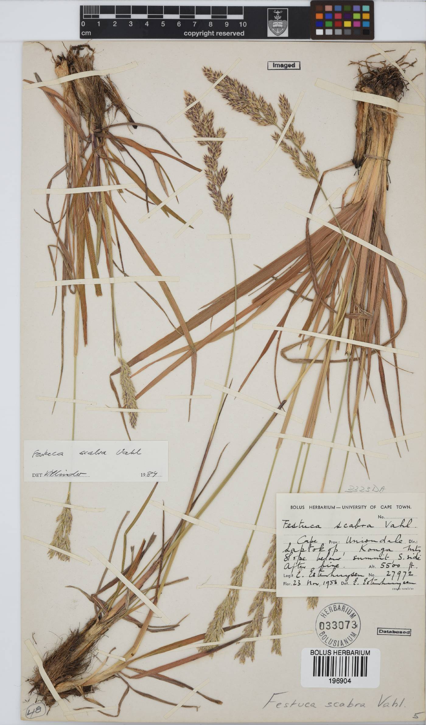 Festuca scabra image