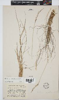 Festuca scabra image