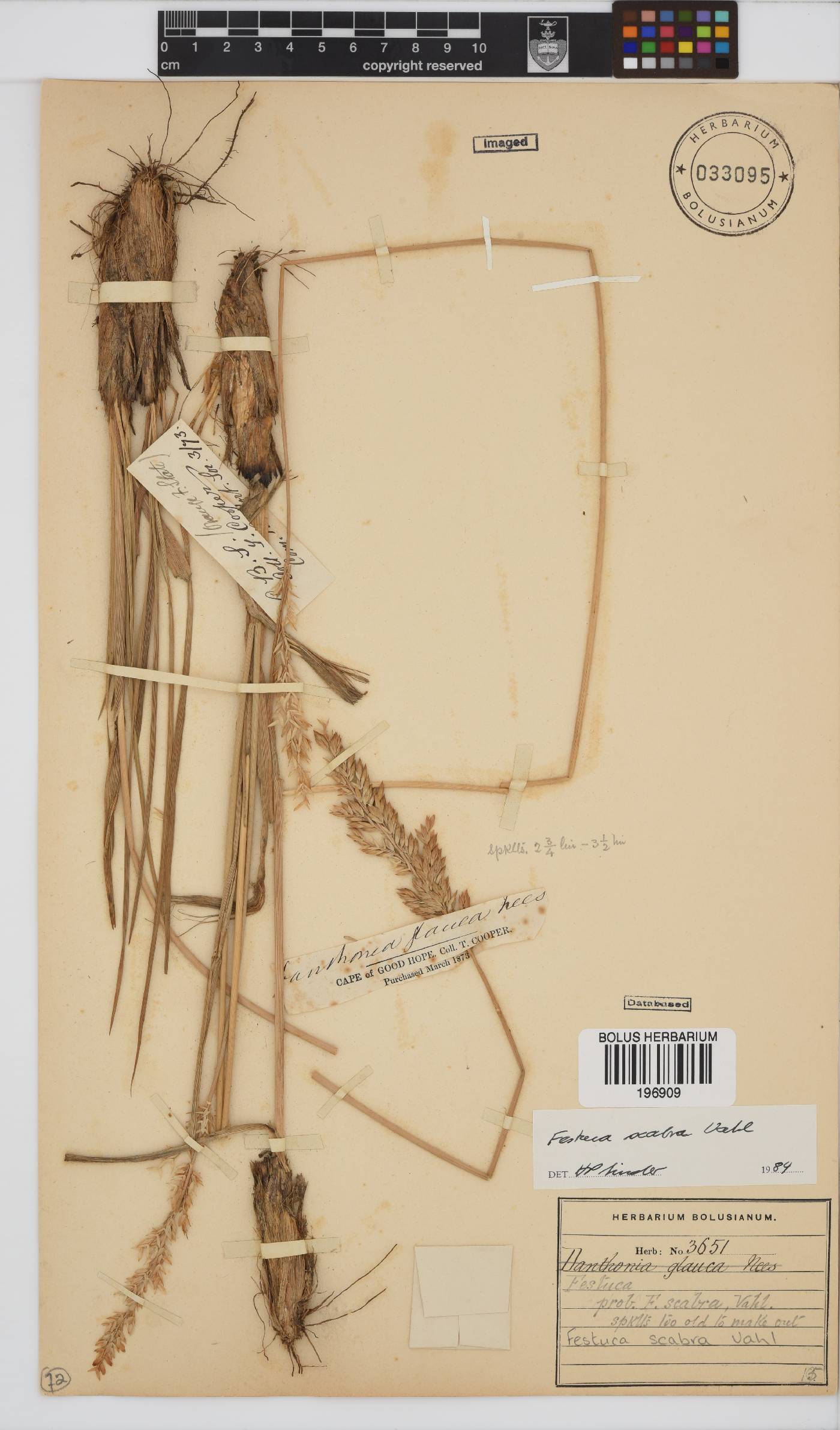 Festuca image
