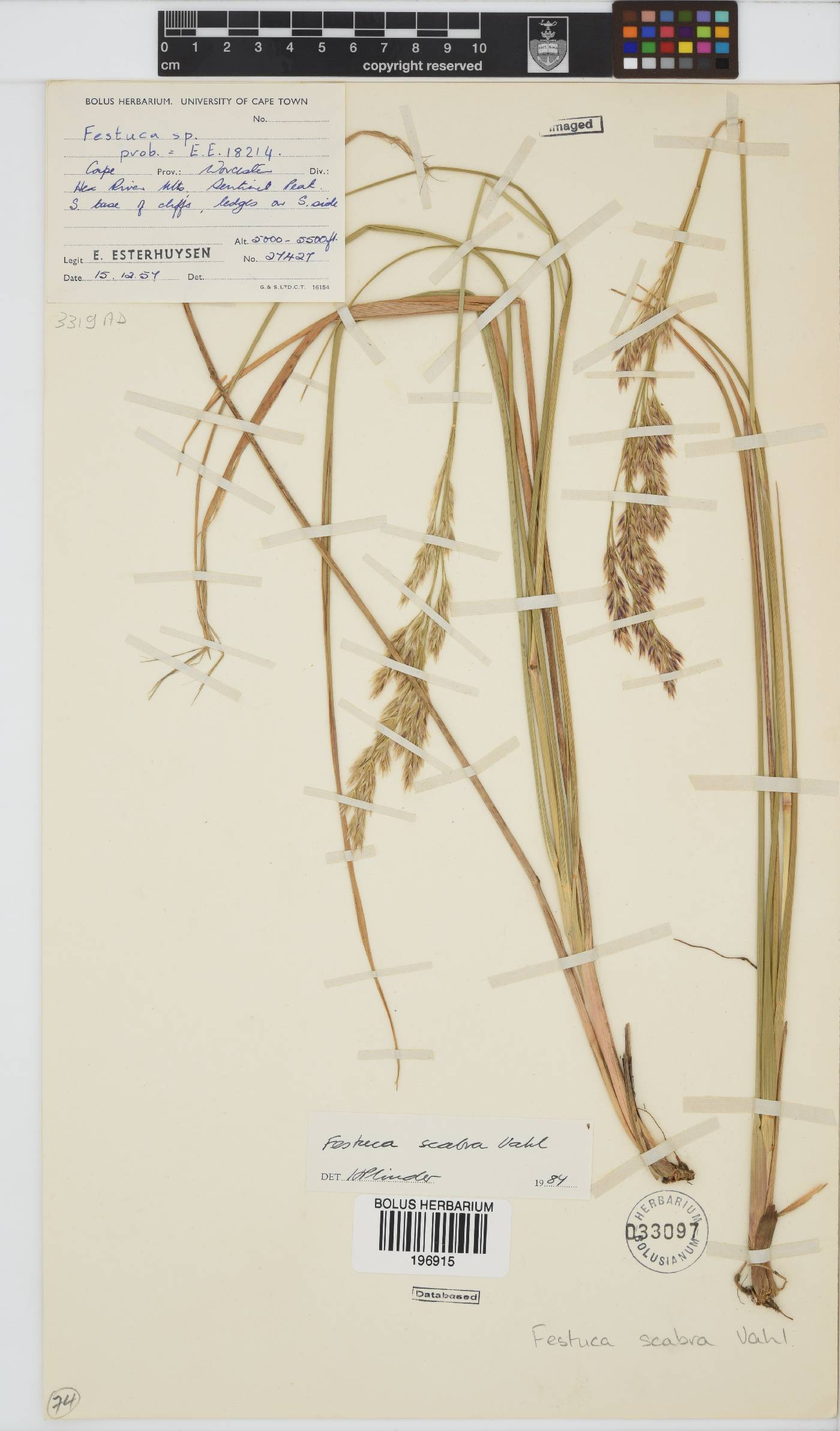 Festuca scabra image