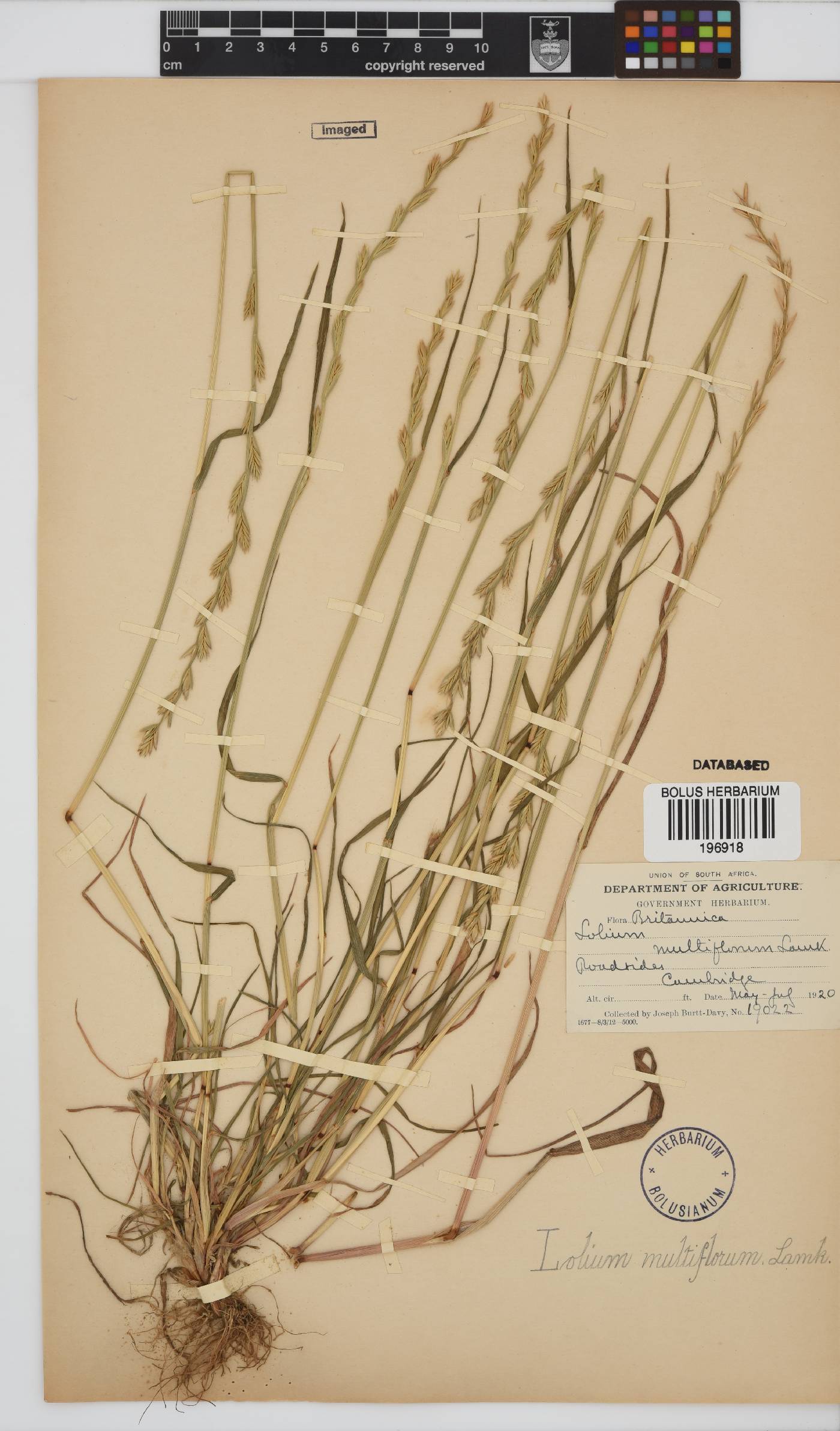 Lolium multiflorum image