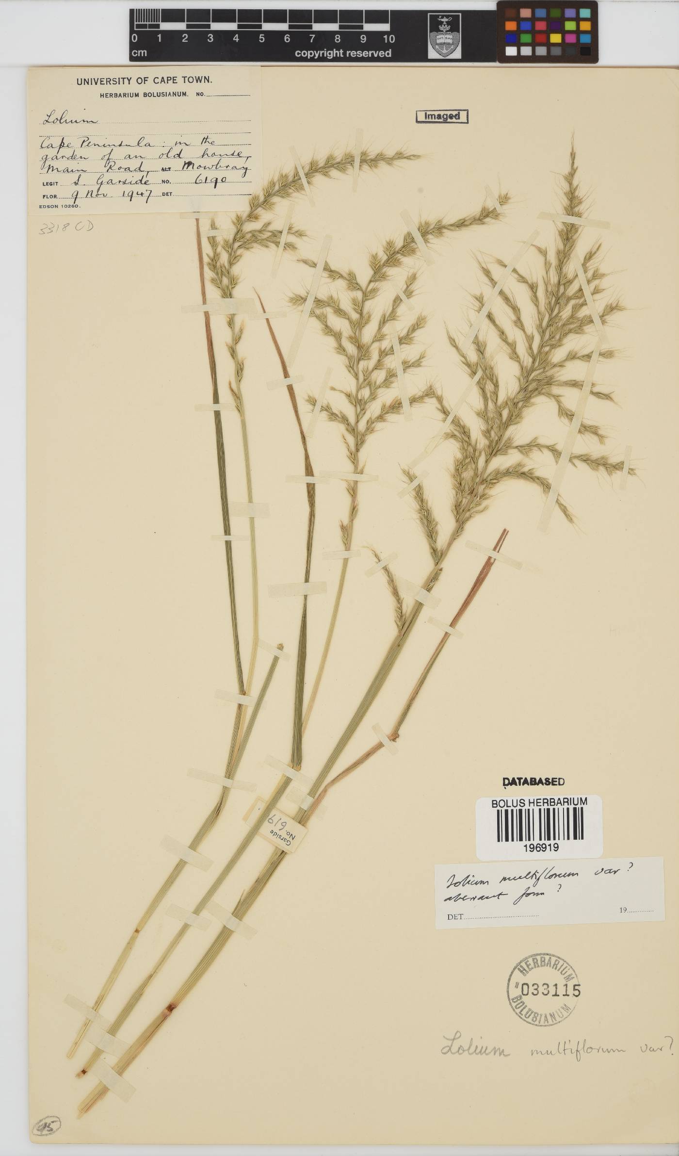 Lolium multiflorum image