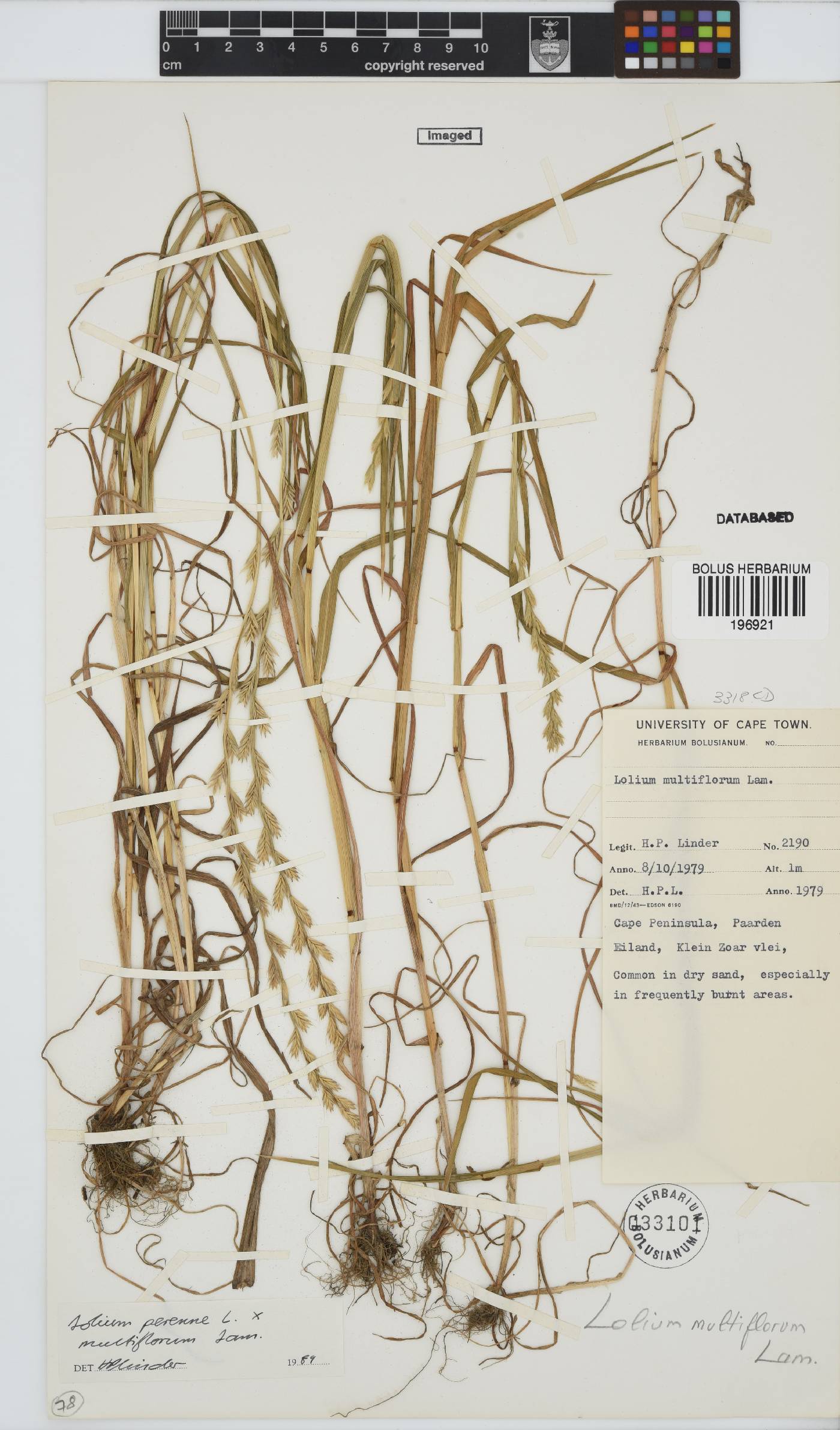 Lolium multiflorum image
