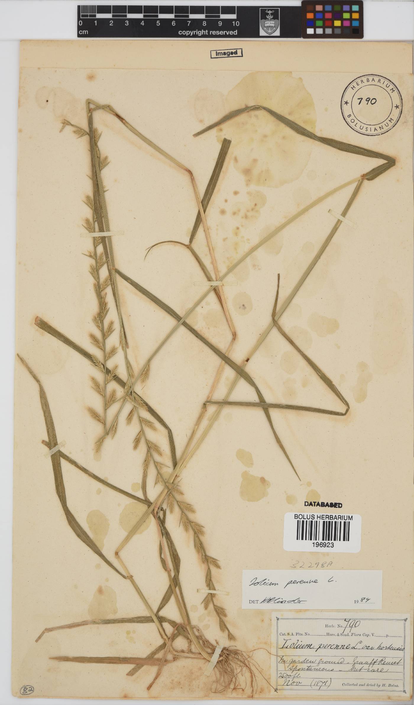 Lolium perenne image