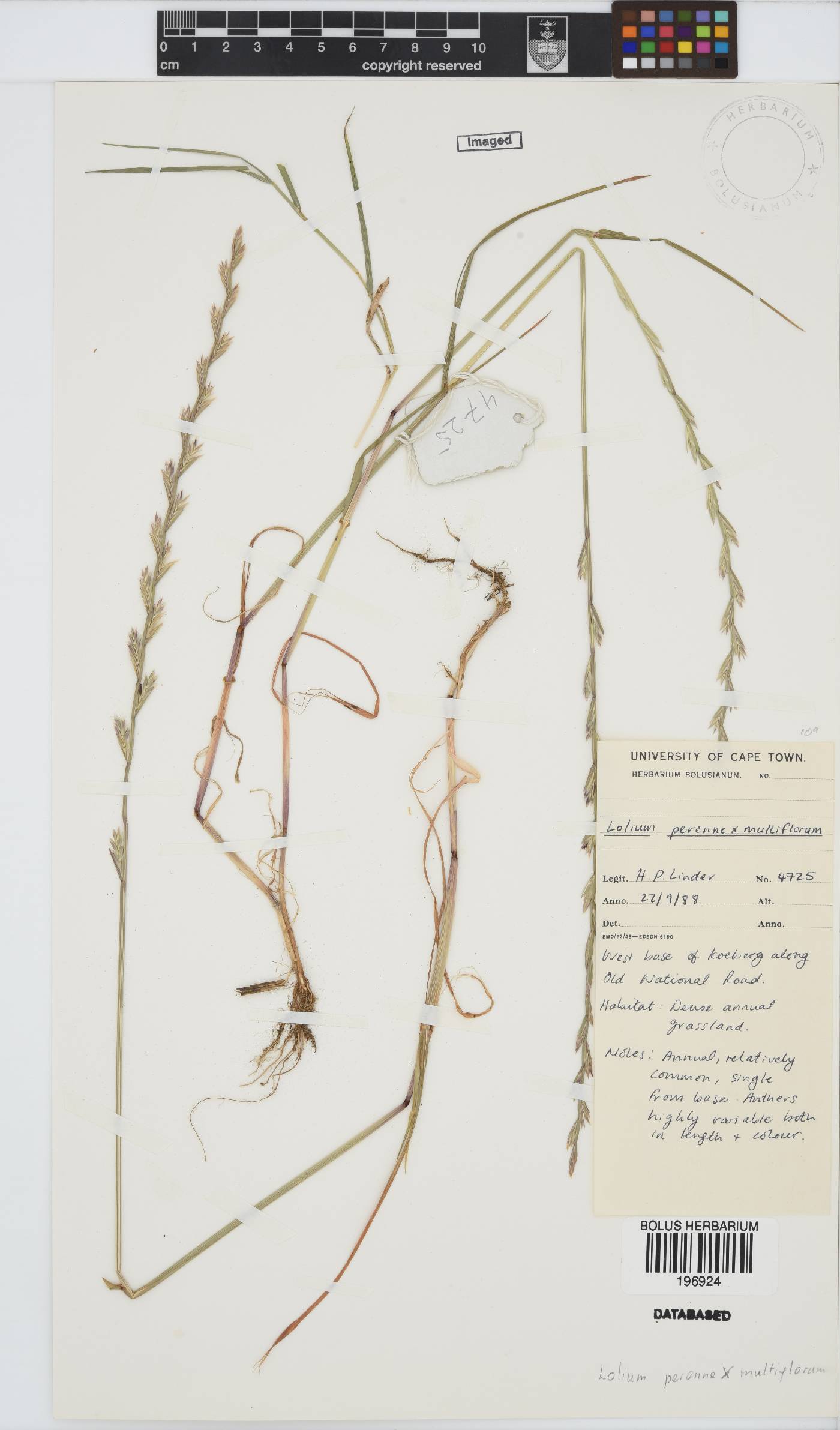 Lolium perenne image