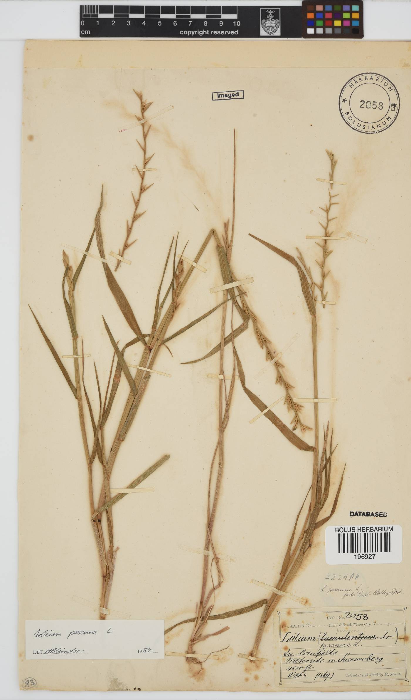 Lolium perenne image