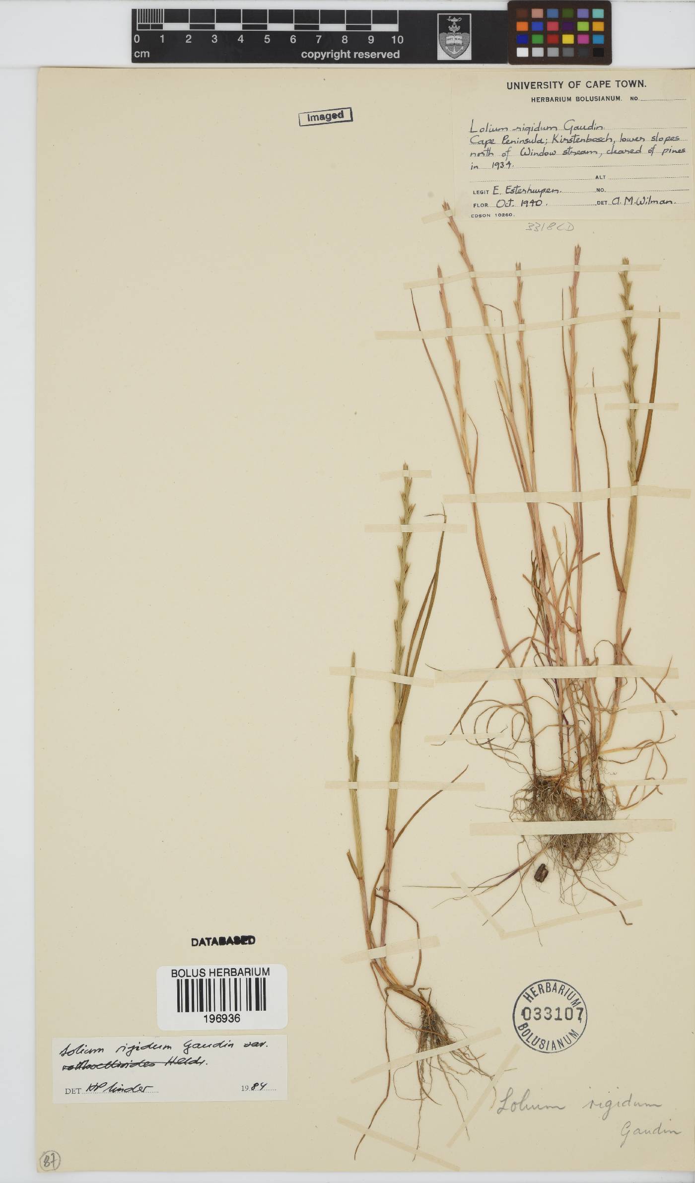 Lolium rigidum image