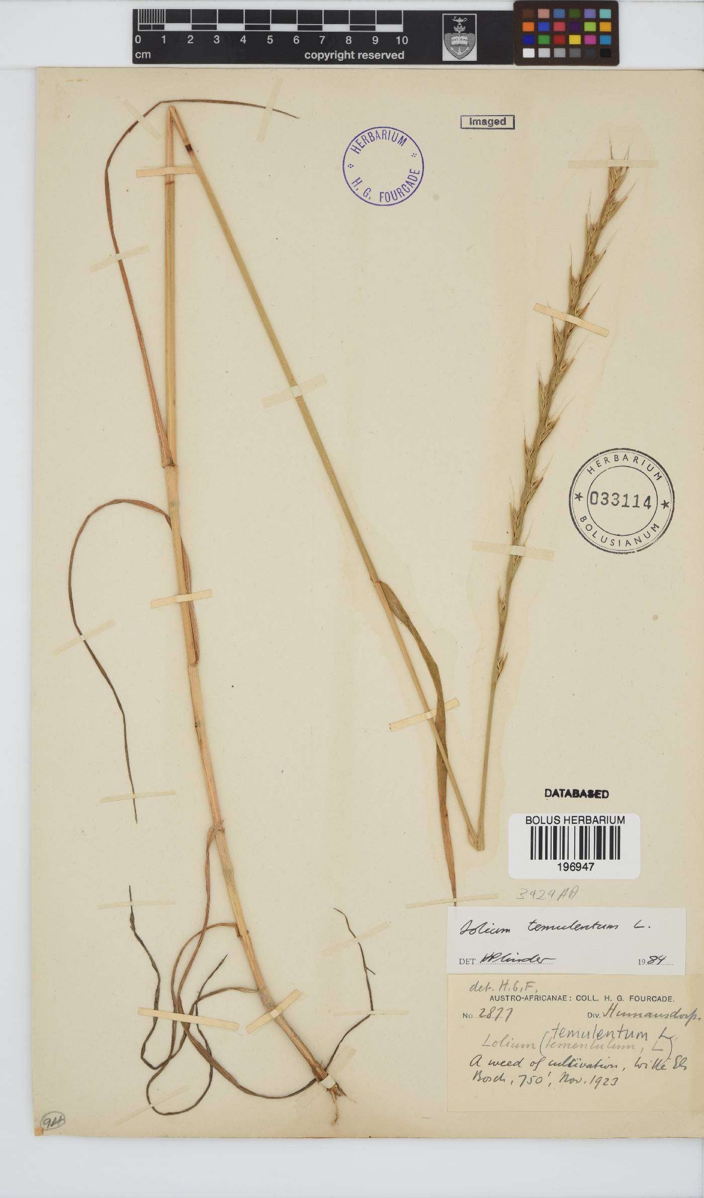 Lolium temulentum image