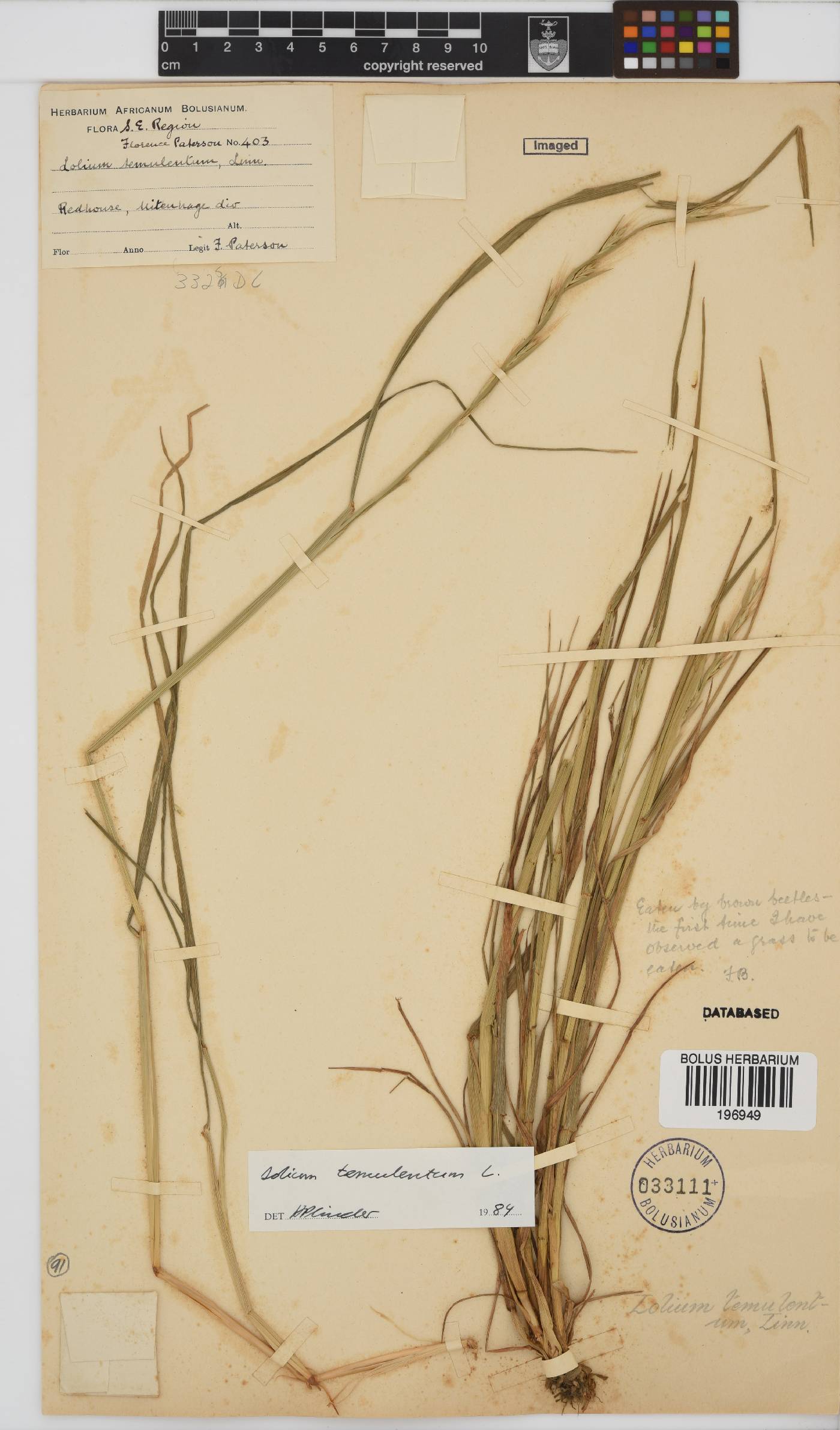 Lolium temulentum image
