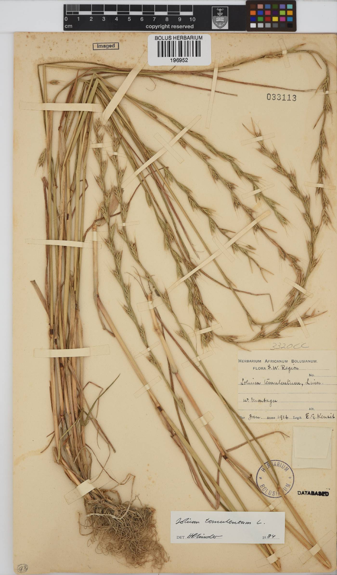 Lolium temulentum image