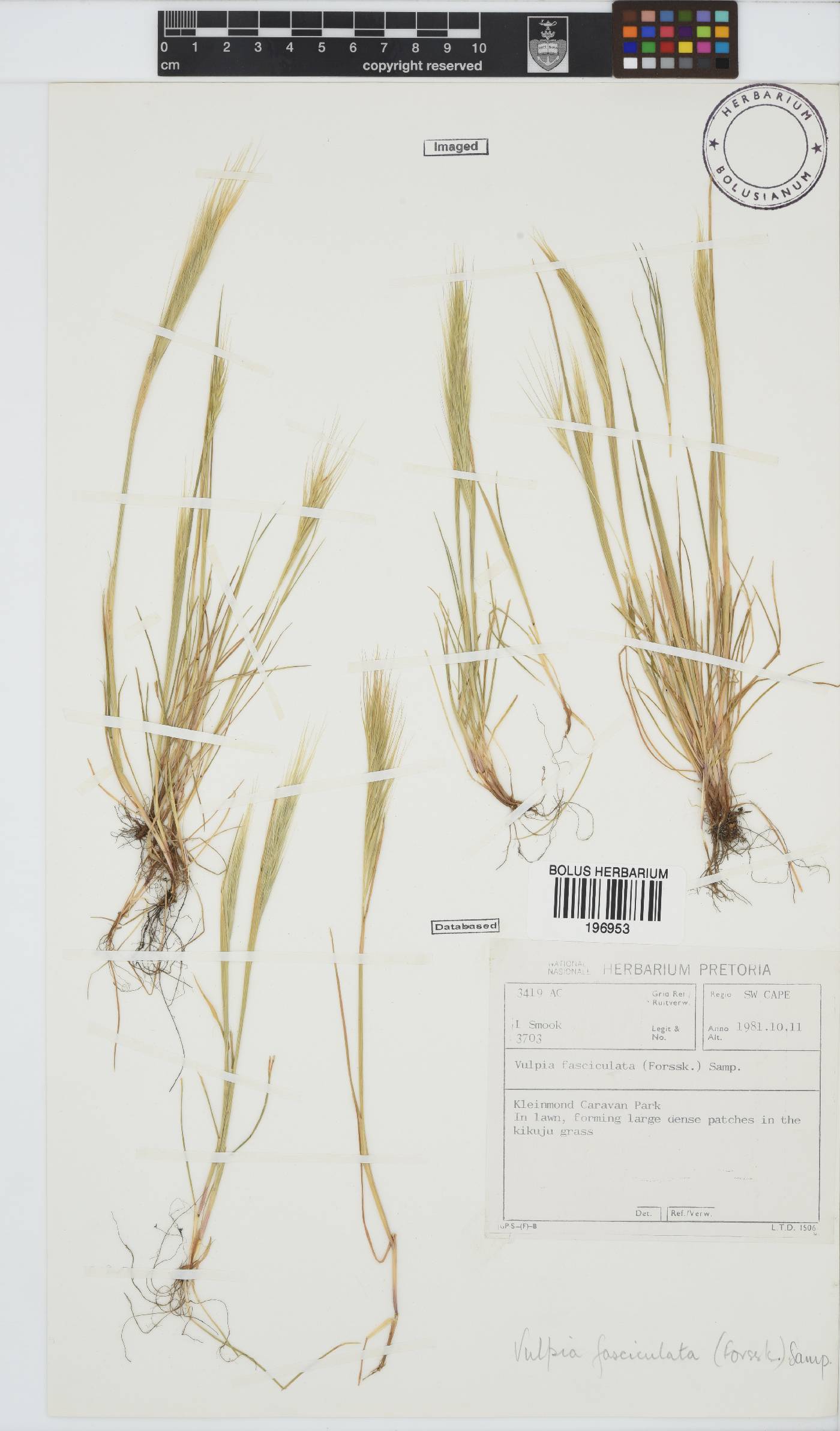 Vulpia fasciculata image