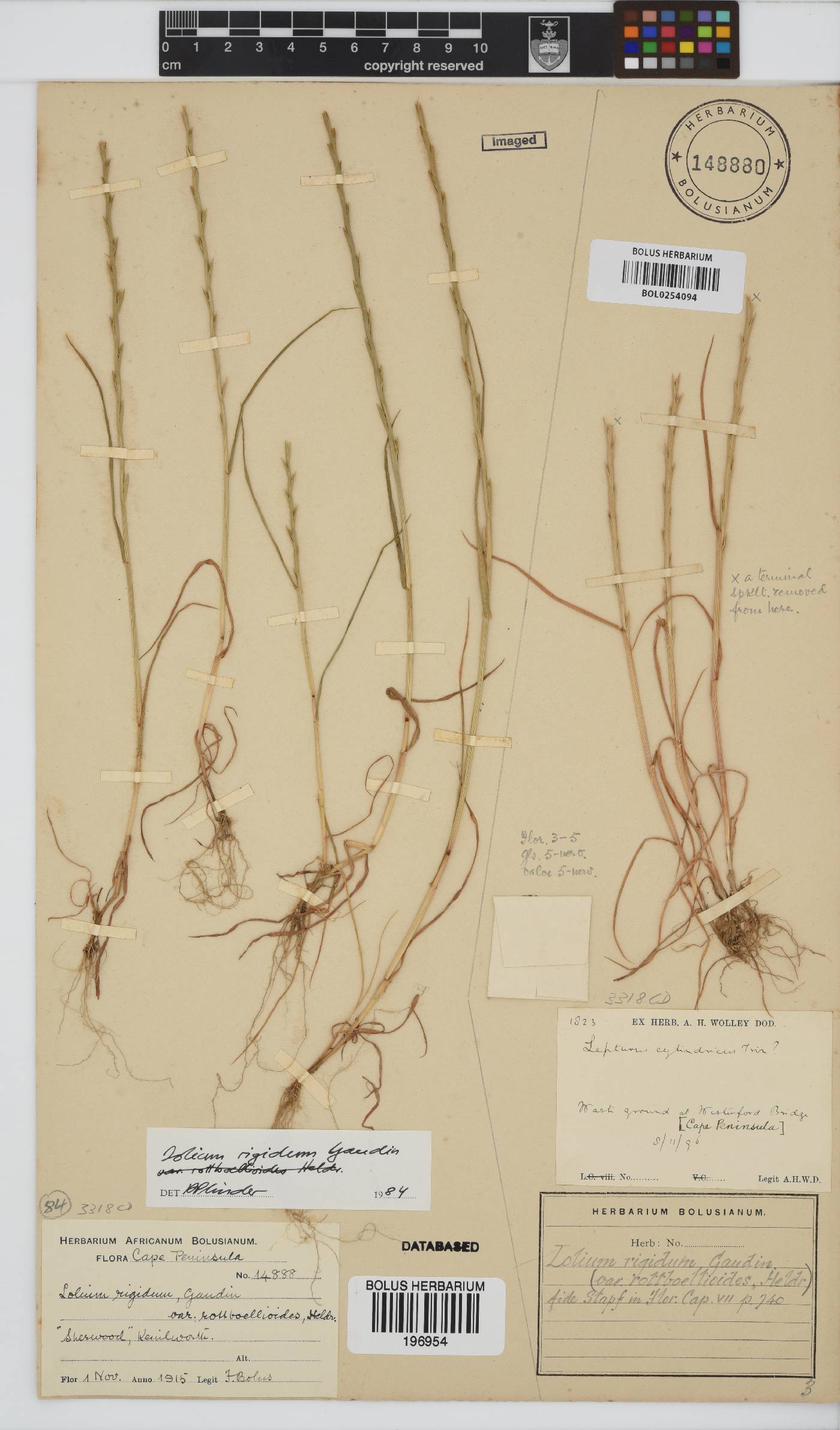 Lolium rigidum image