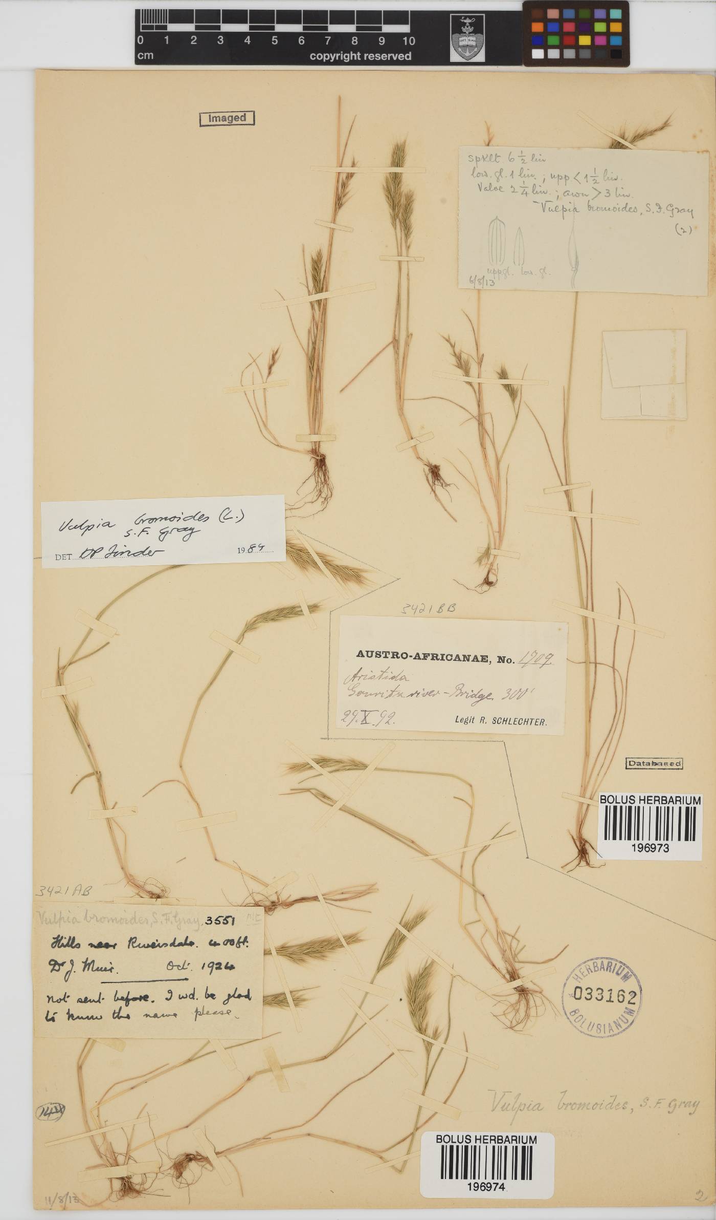 Vulpia image