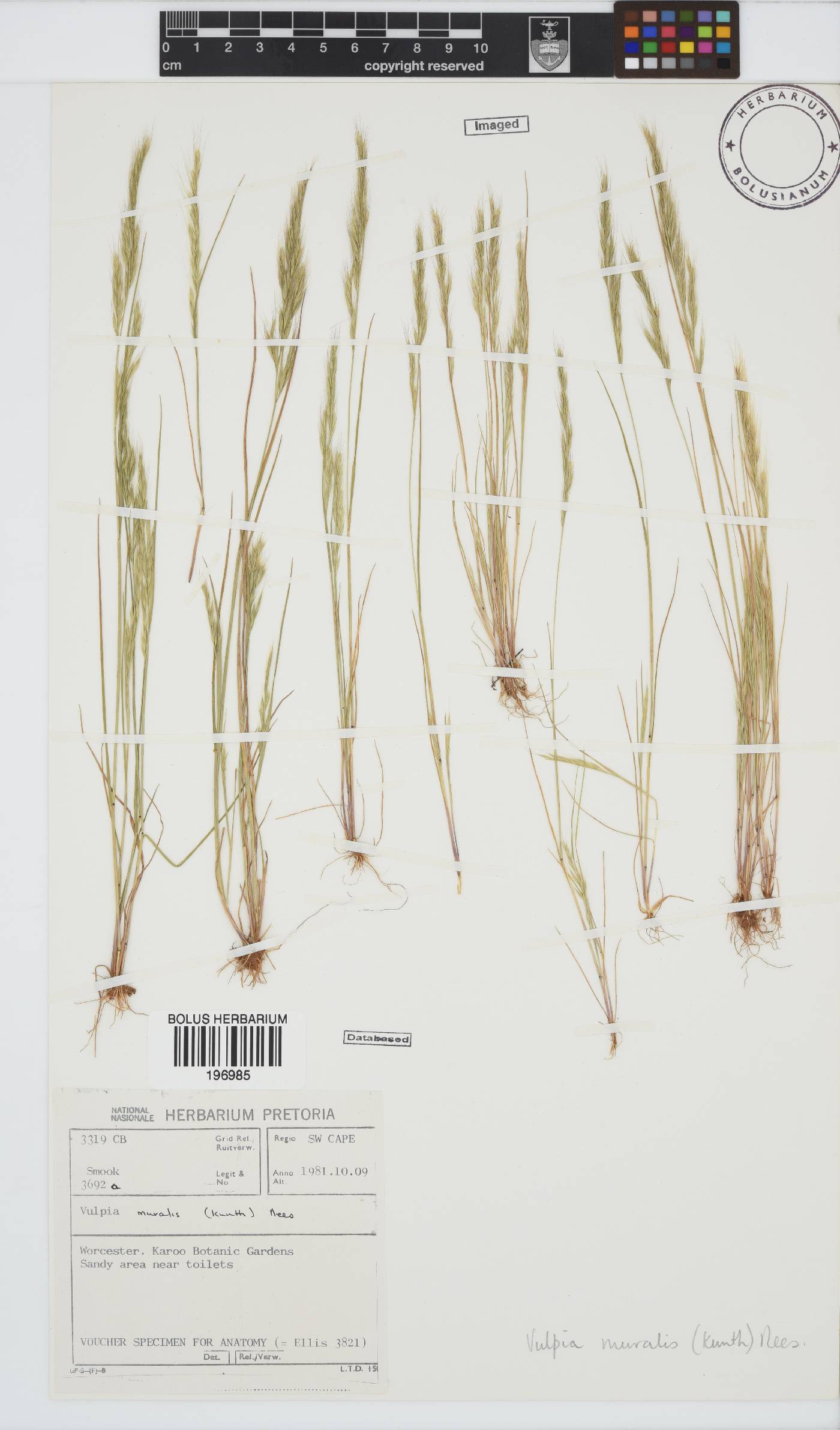 Vulpia muralis image