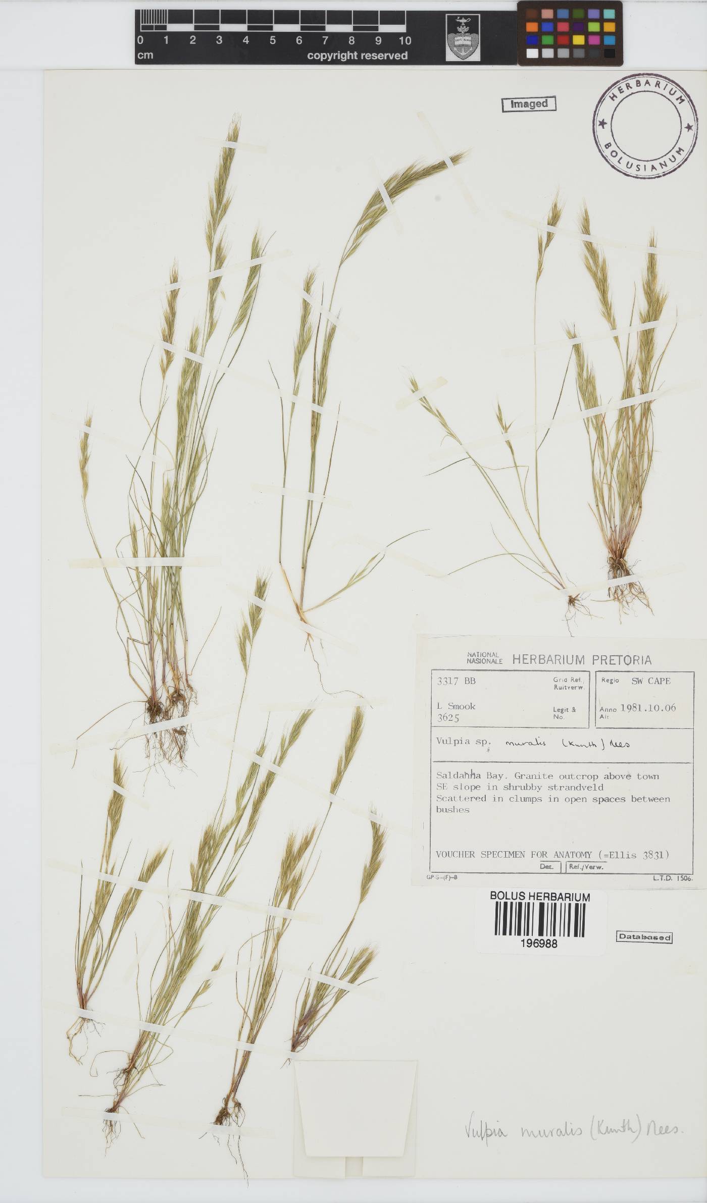 Vulpia muralis image