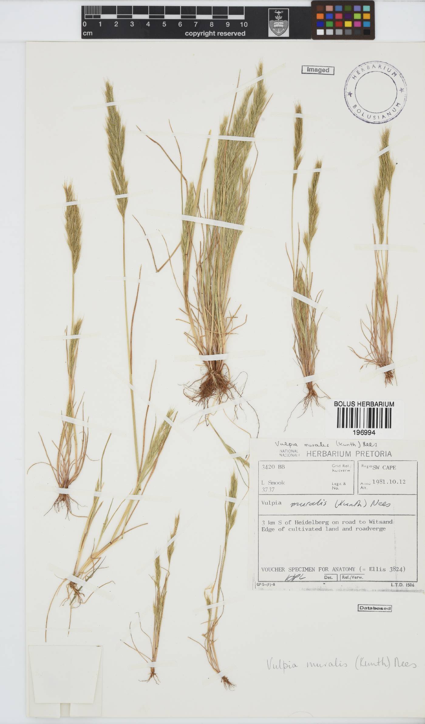Vulpia muralis image