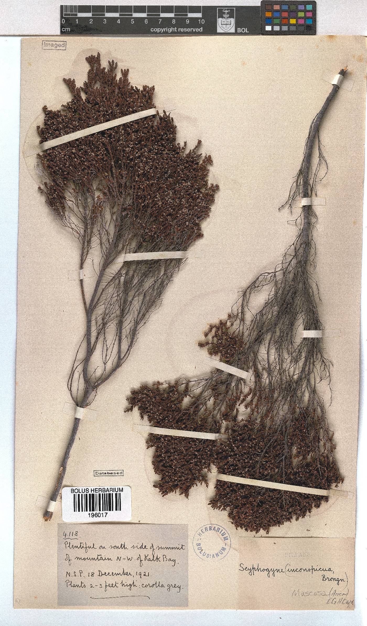 Erica muscosa image