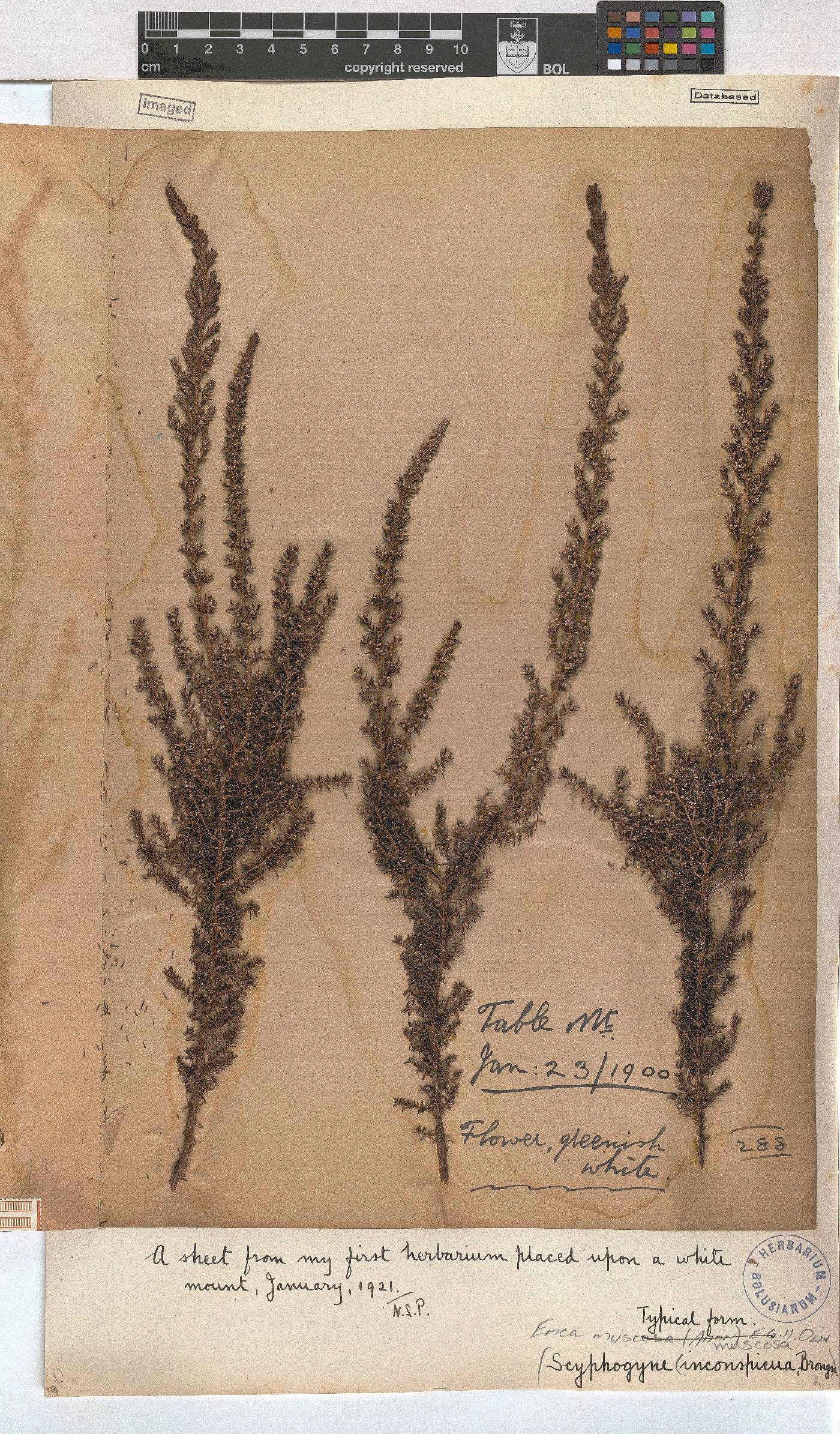 Erica muscosa image