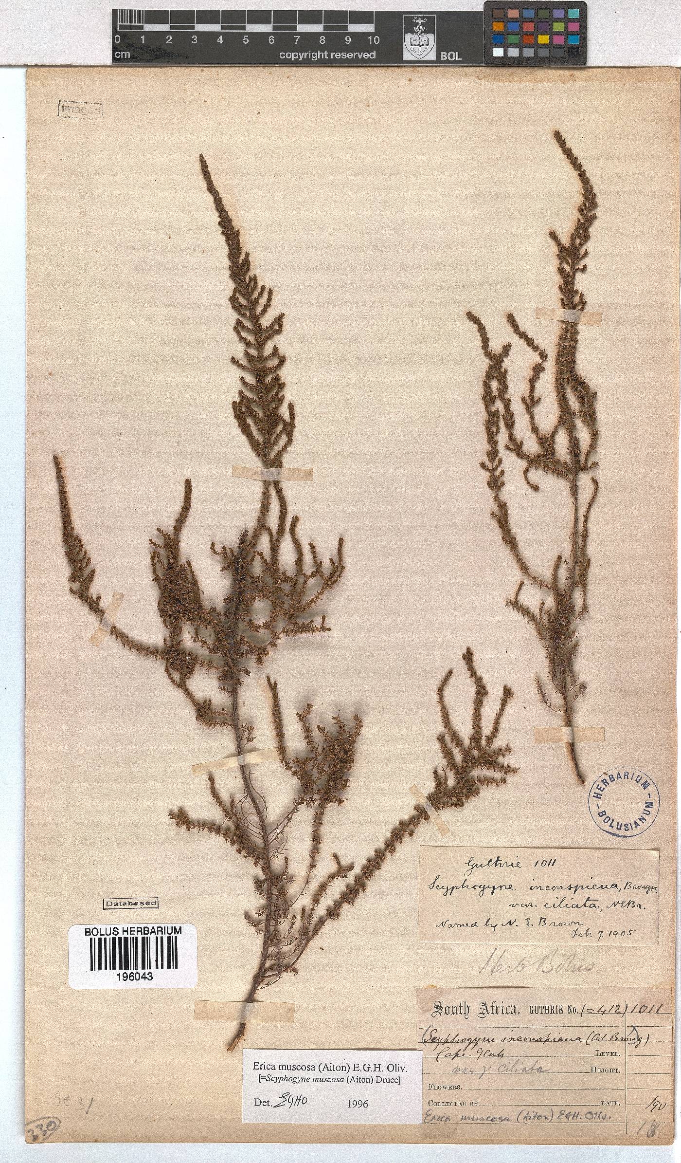 Erica muscosa image