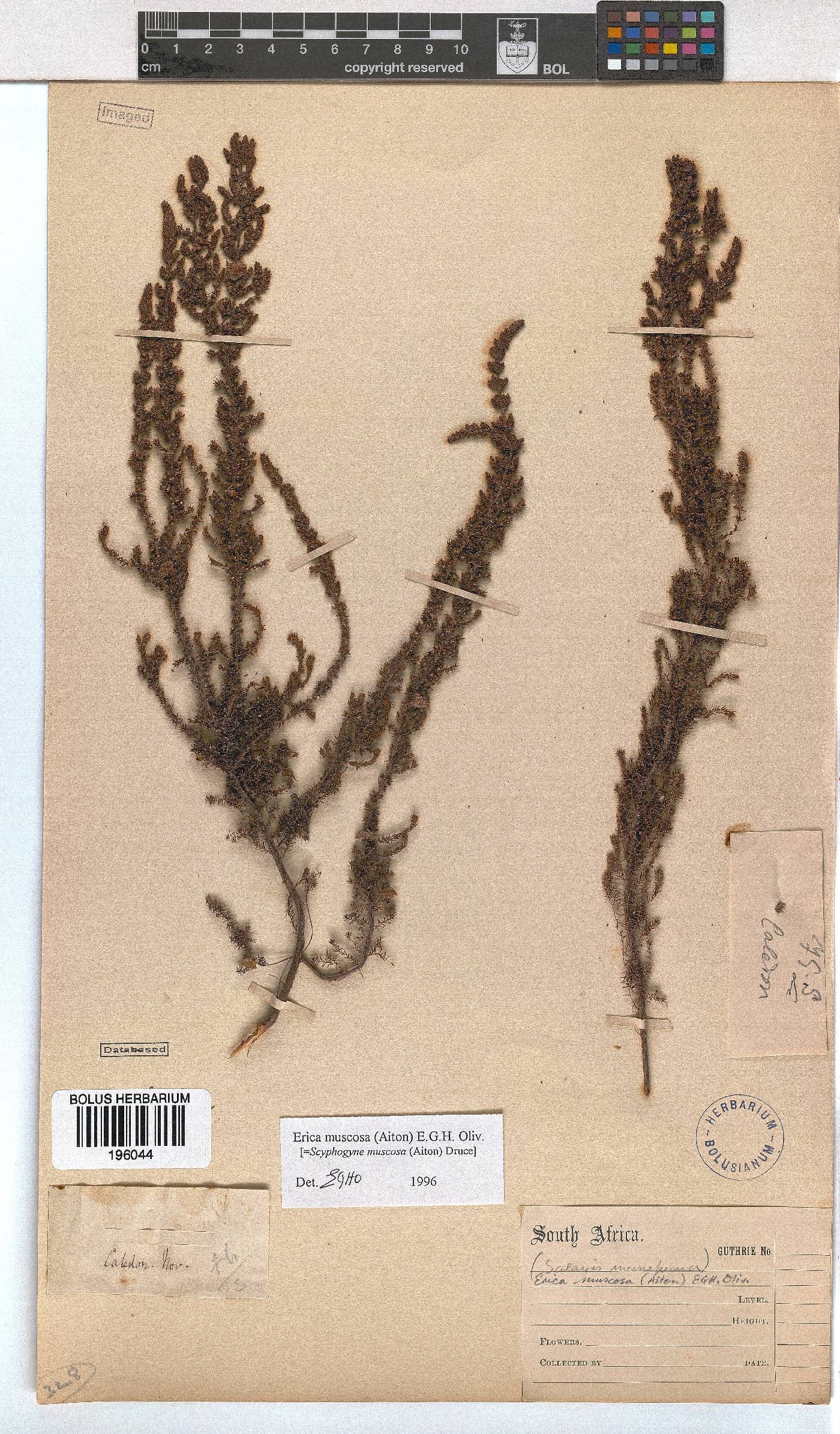 Erica muscosa image