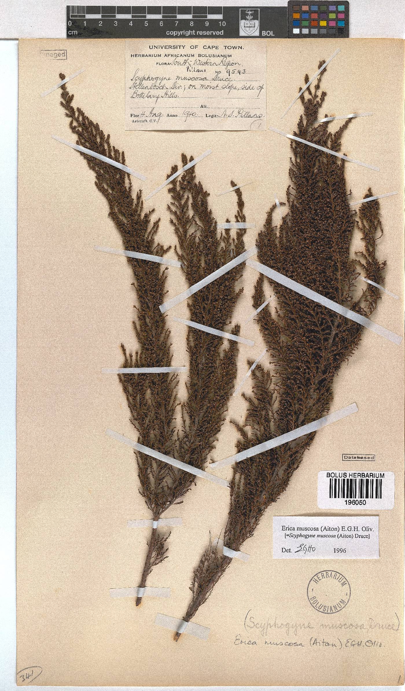 Erica muscosa image